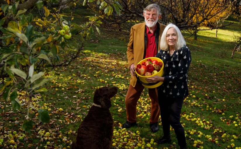 Clive and Lynne in their heritage apple orchard picking fruit