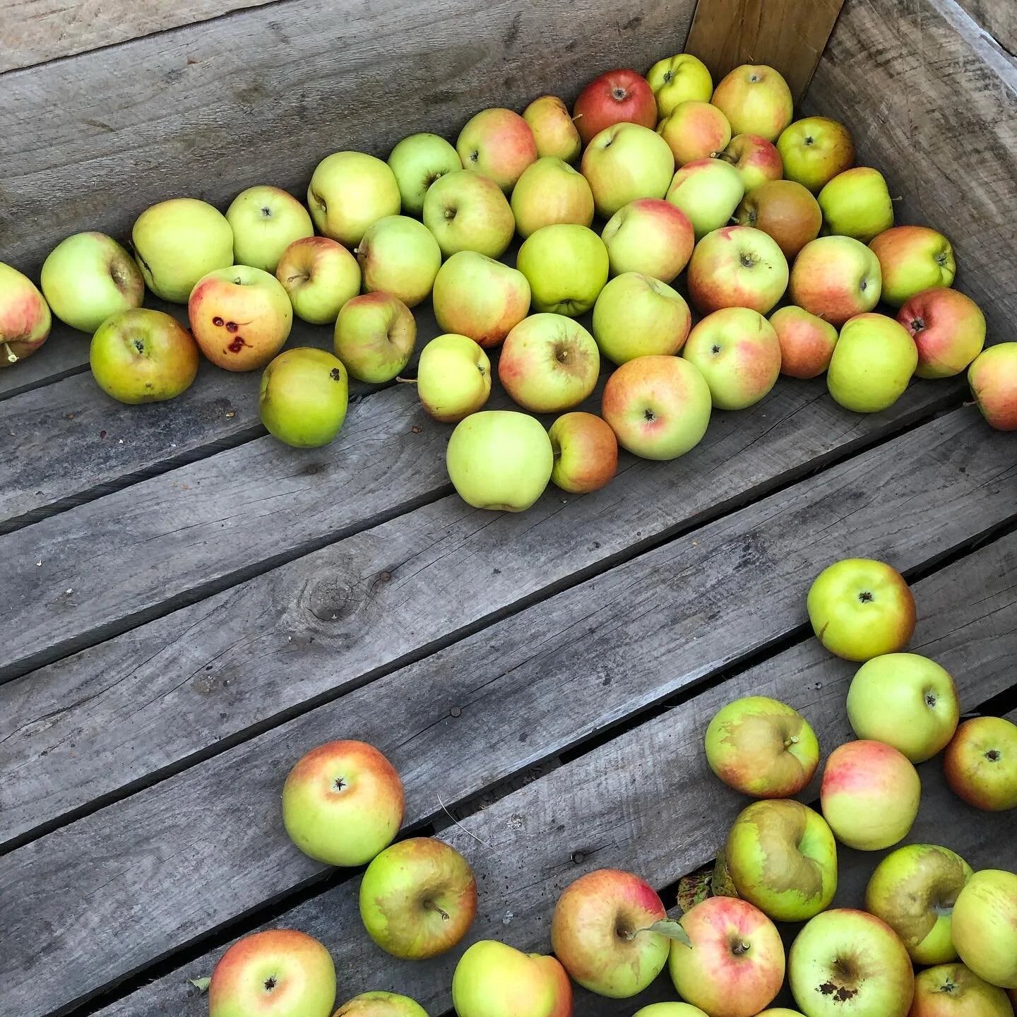 Australian Cider Day Sat 13 March 2021 - the TasCiderTrail has you covered. Meet the makers, discover the people behind this amazing beverage. Find an event near you www.cideraustralia.org.au/australianciderday