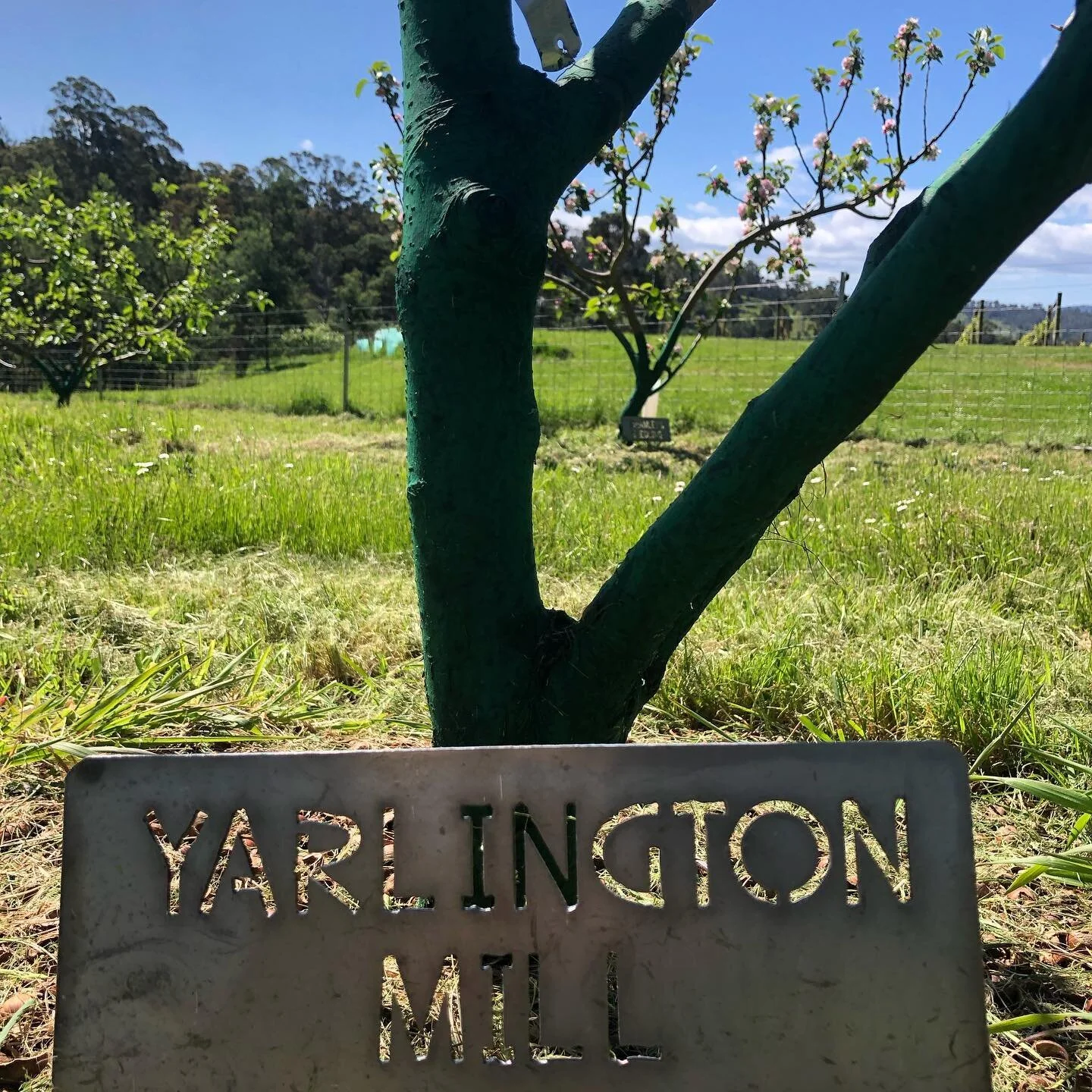 The magic of Autumn in Australia is almost upon us and that means apple harvest season is starting to kick off. Akane and Gravensteins are being picked...what eating, cooking or cider apples are next? Depends on your part of the country. Visit one of