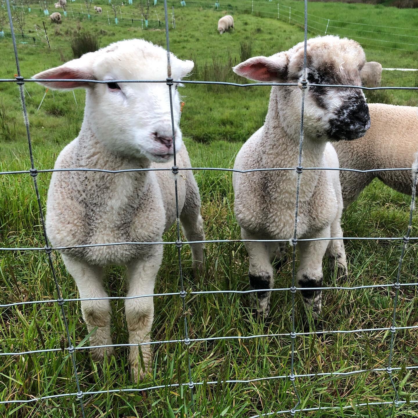 Lambs on farm here at Brady's Lookout Cider