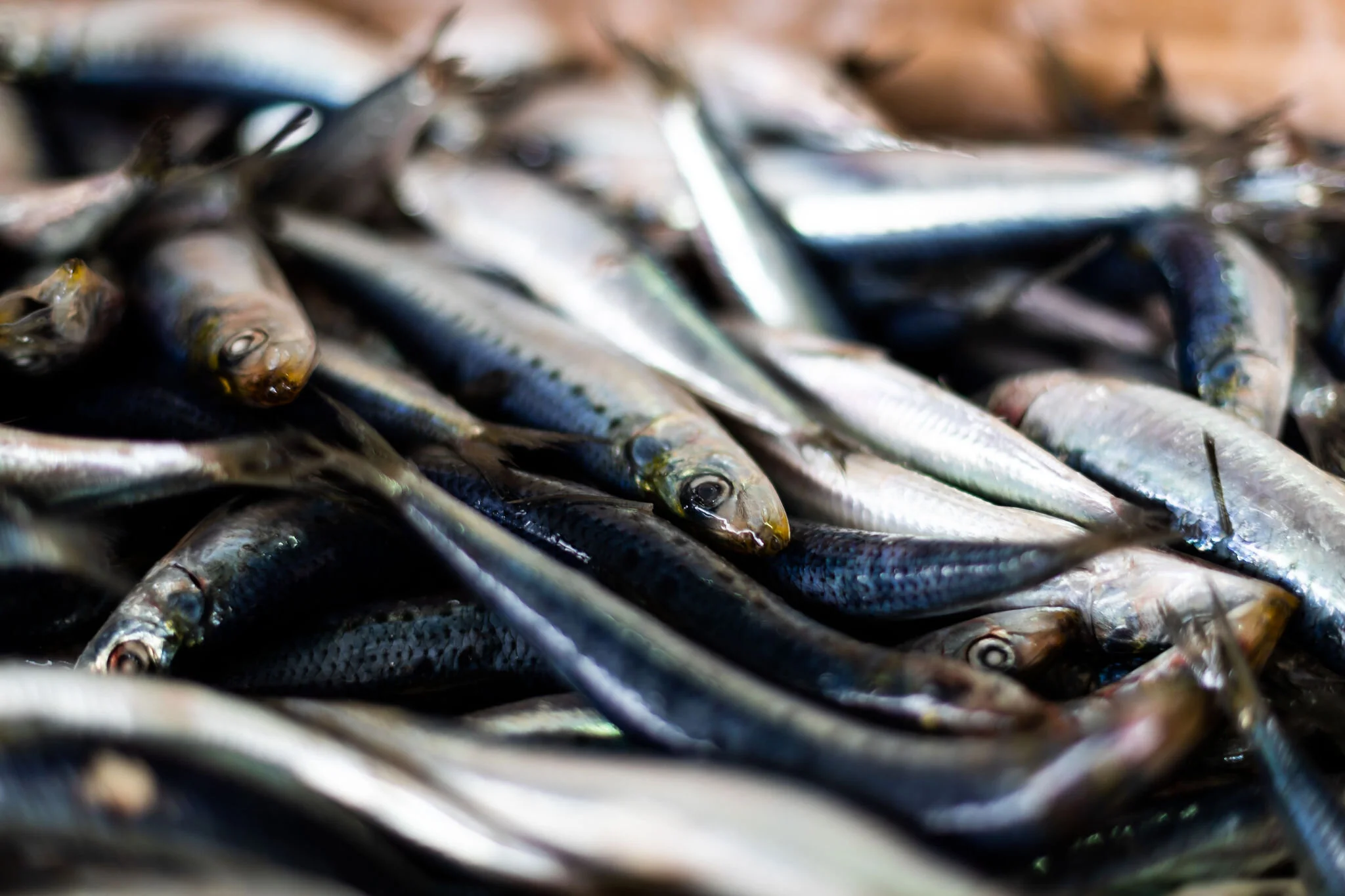 Wild Caught, Sustainable Seafood Australia Port Lincoln Sardine