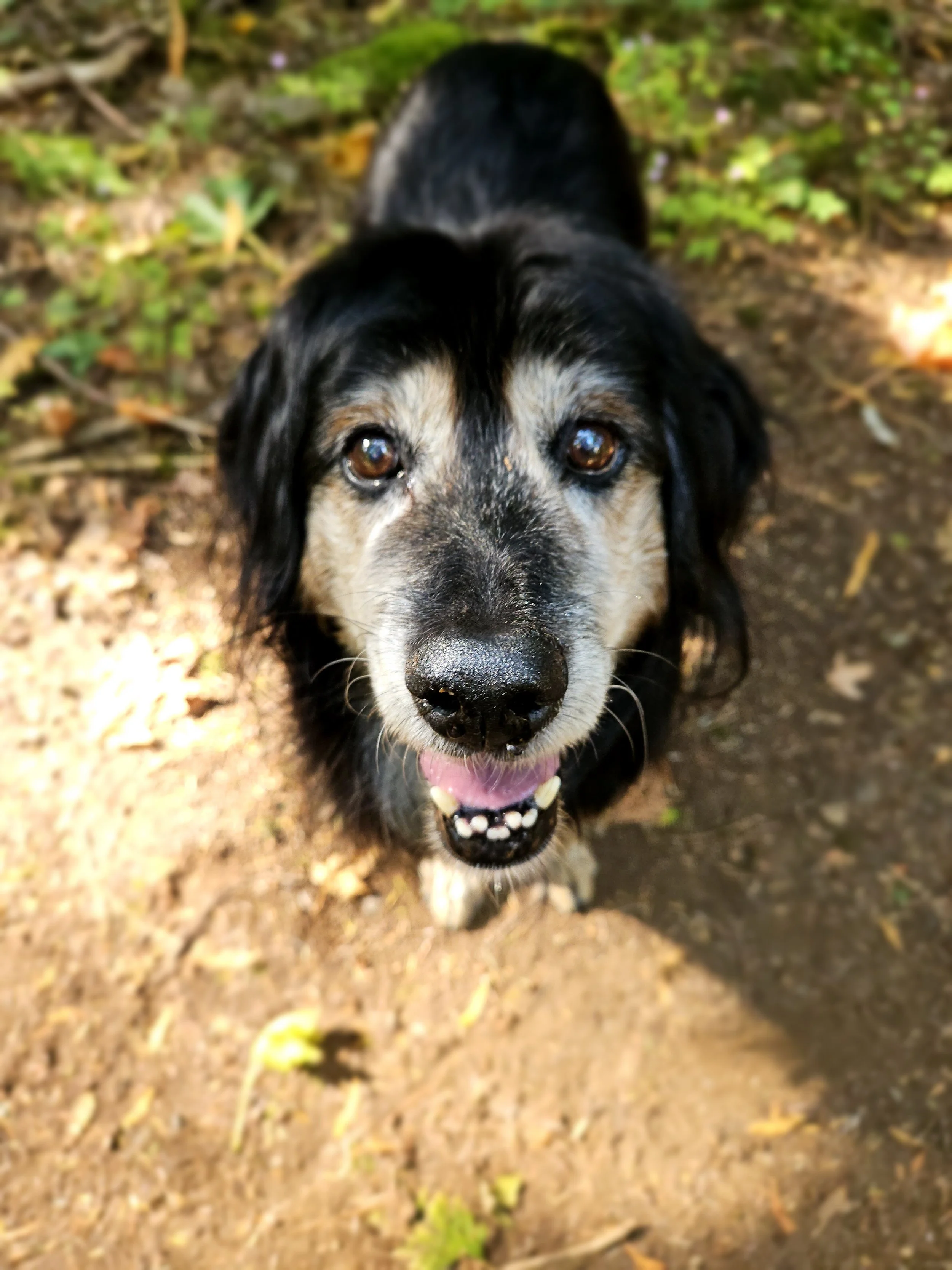 Photo of a greying black and tan dog looking into the camera with wide eyes asking for a cookie