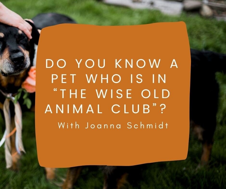 Do you know a pet who is in the “The Wise Old Animal Club”? — Animal  Communication | Intuitive Healing Arts | Bellingham, WA