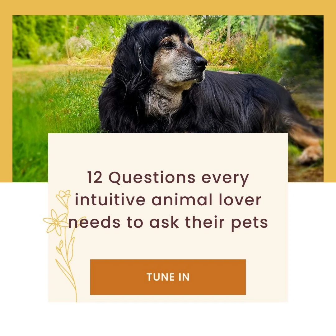 12 Questions every animal lover should ask their pets — Intuitive Animal Communicator, Joanna