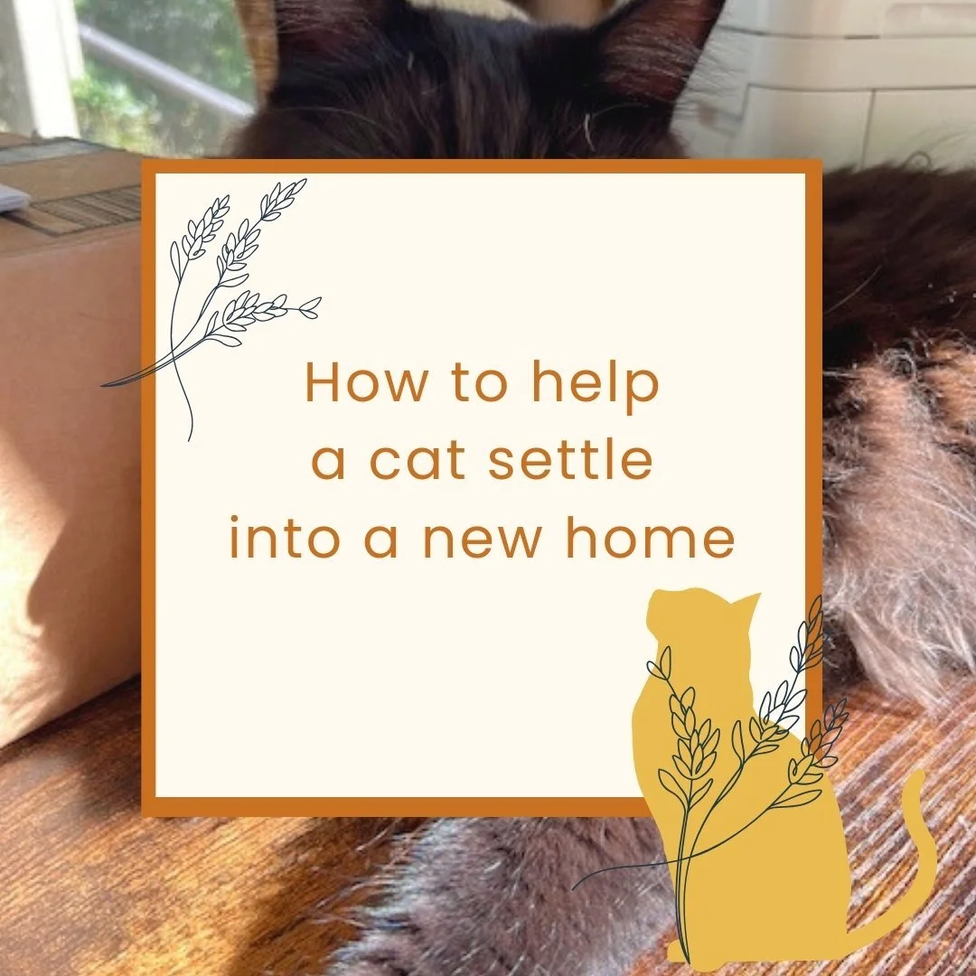 How to help a cat settle into a new home