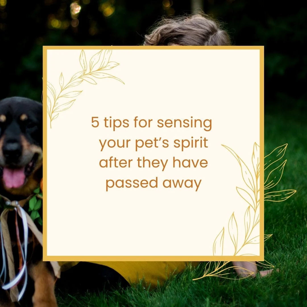 5 tips for sensing your pet’s spirit after they have passed away</span>
