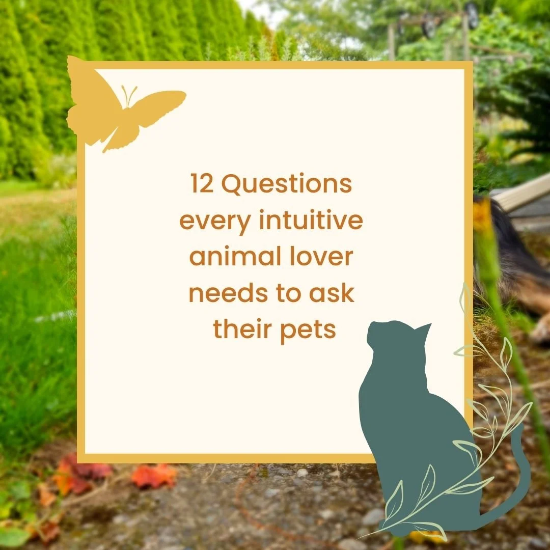 12 Questions every intuitive animal lover needs to ask their pets