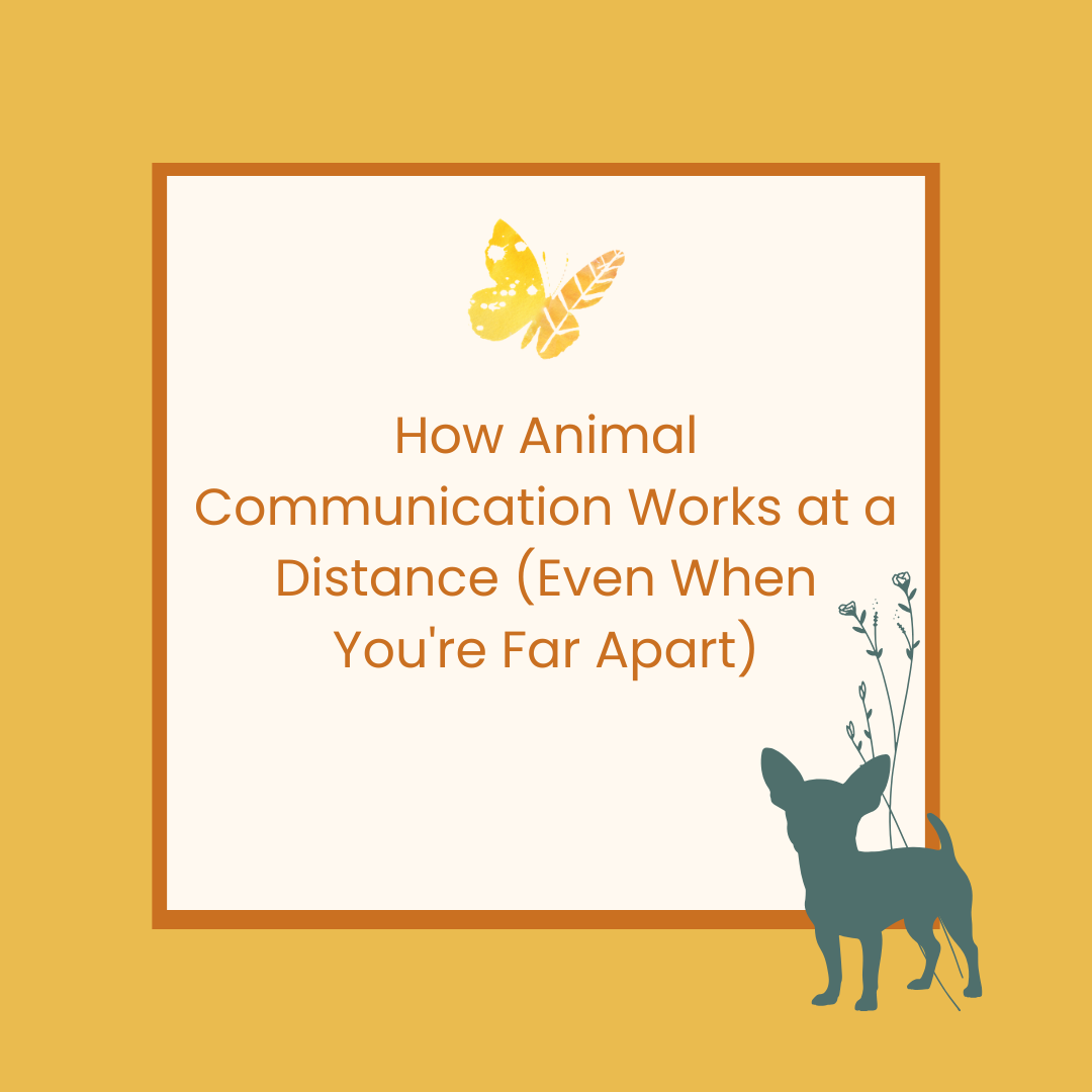 How Animal Communication Works at a Distance (Even When You're Far Apart)