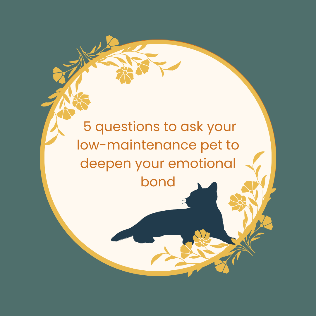 5 questions to ask your low-maintenance pet to deepen your emotional bond