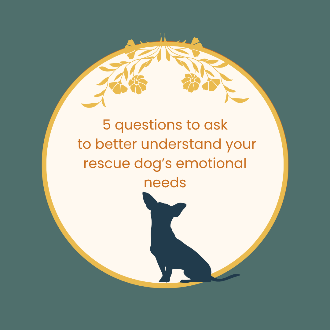 5 questions to ask to better understand your rescue dog’s emotional needs