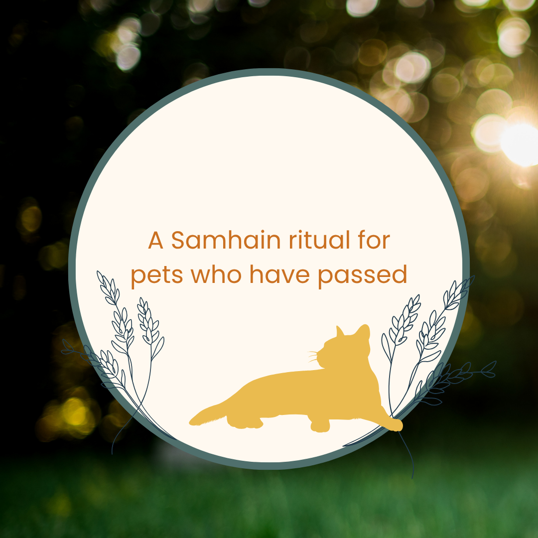 Image of a cream circle with a yellow cat and lavender sprigs with the words "A Samhain ritual for pets who have passing" written in orange - overlayed a speckled photo of the sun dropping below the trees