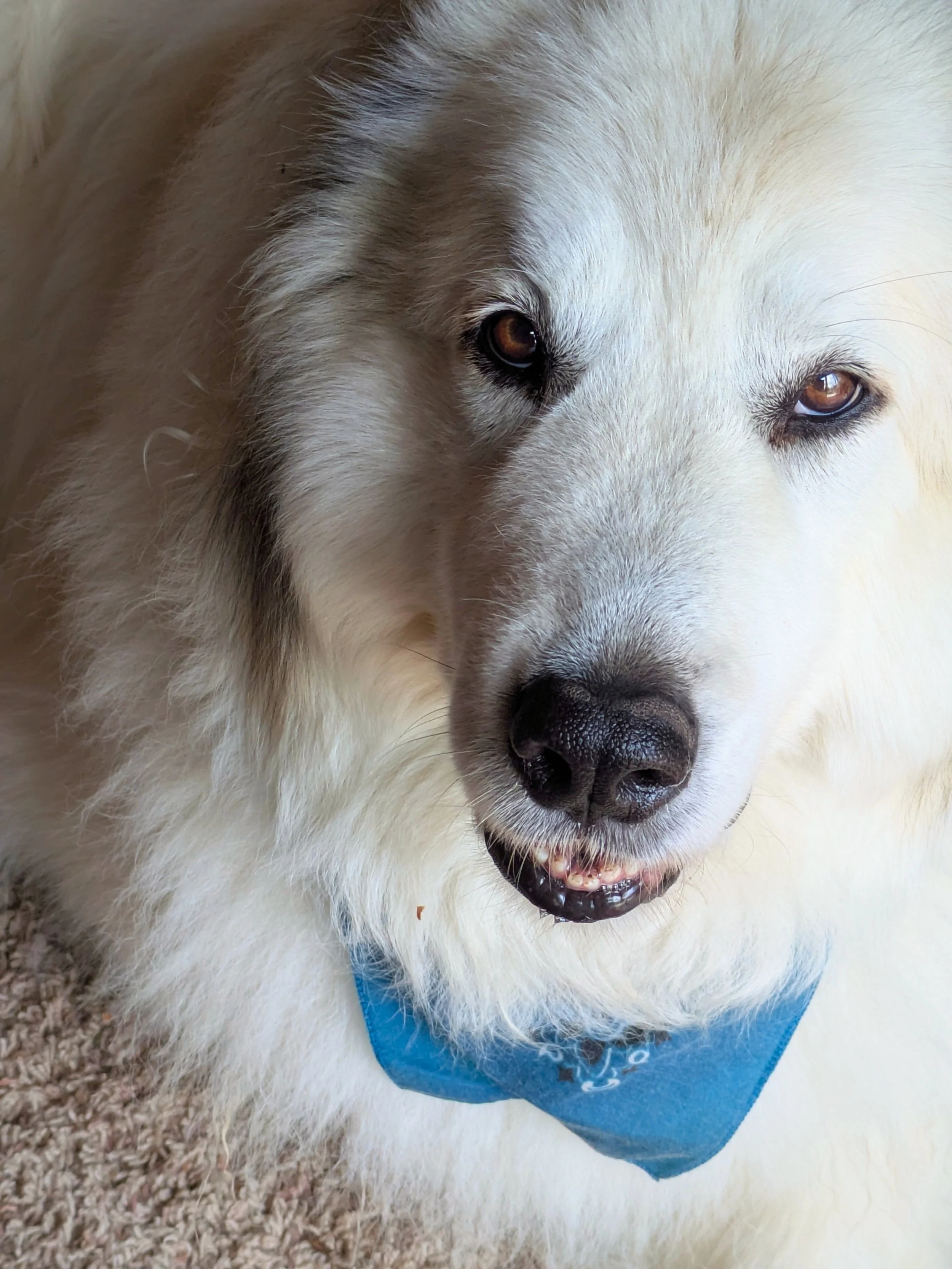 This photo of Pearl and her story has been shared with permission from her human.