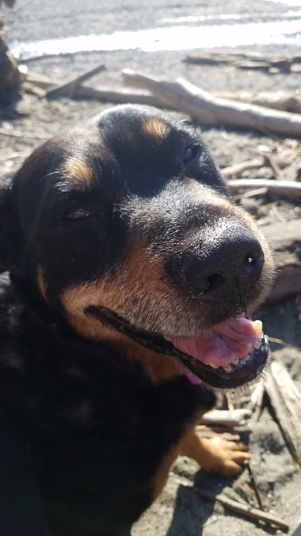 Communicating with pets after death — Intuitive Animal Communicator