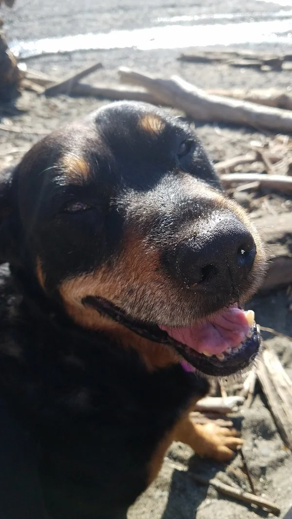 Photo of a very happy rottweiler named, Raspberry who is sunning herself at the beach among the driftwood