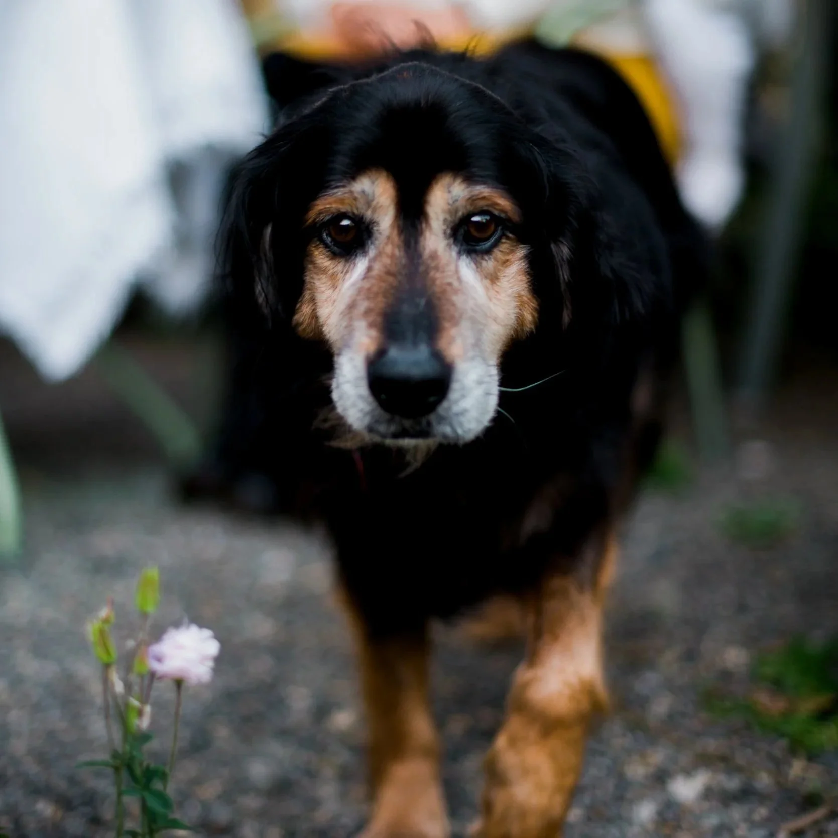 Black and tan senior dog with a grey face walking towards the camera 