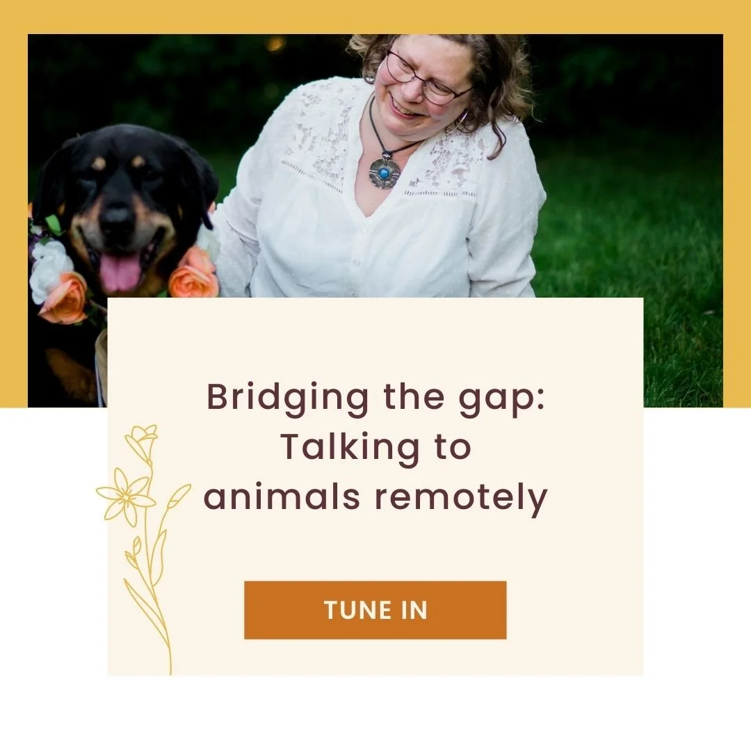 Bridging the gap Talking to animals remotely — Intuitive Animal