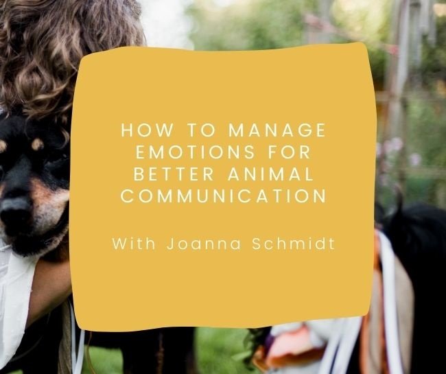 How to manage emotions for better animal communication — Animal  Communication | Intuitive Healing Arts | Bellingham, WA