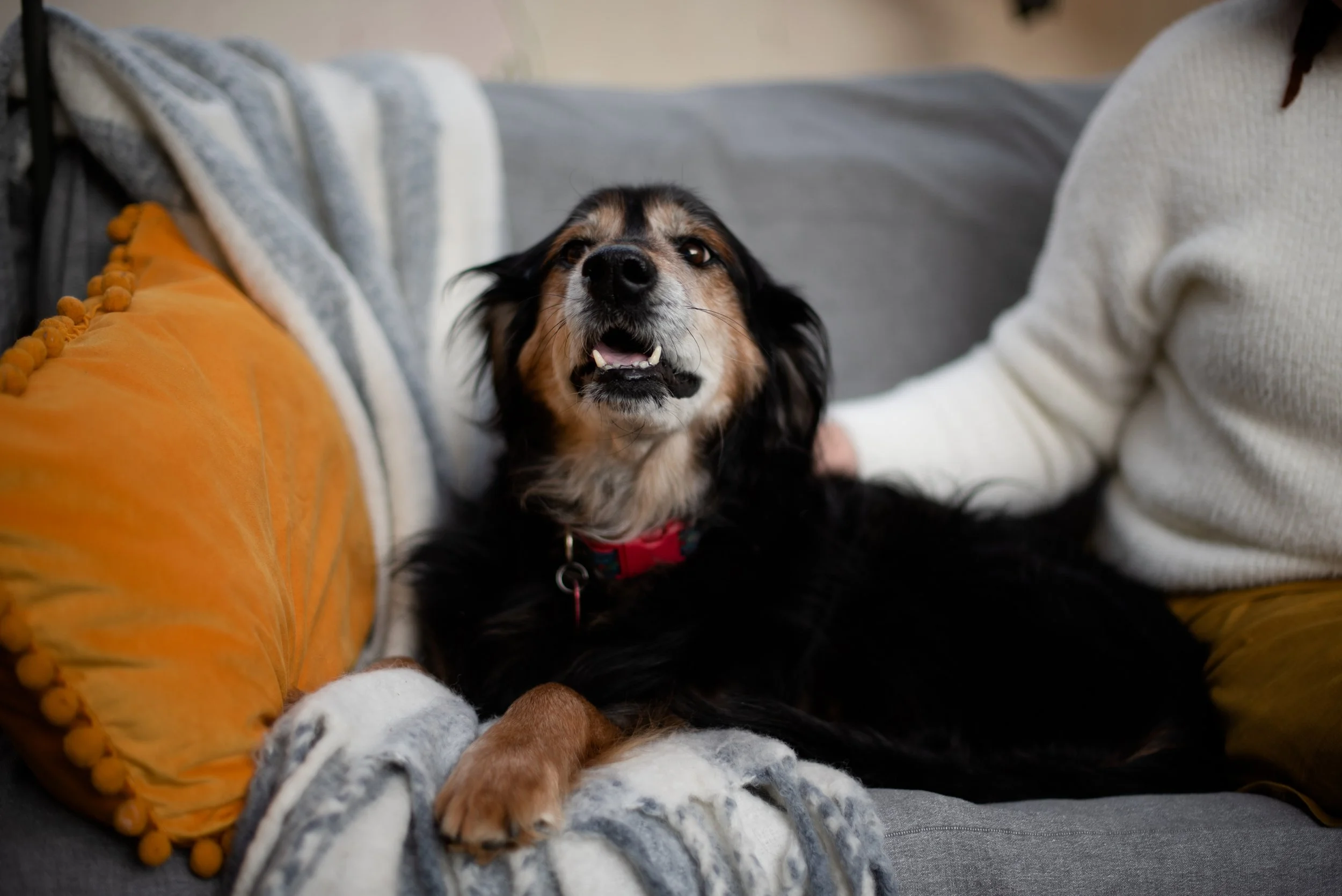 photo of a happy greying black and tan dog smiling on the sofa
