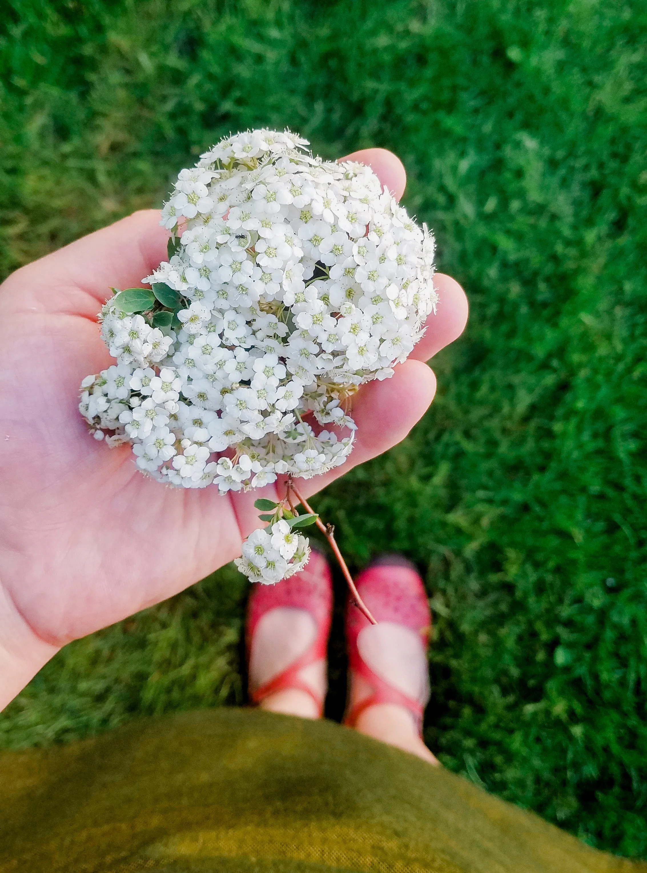photo of a woman's hand holding a large bridal wreath spirea blossom while standing on green grass, with her geen dress and red shoes below