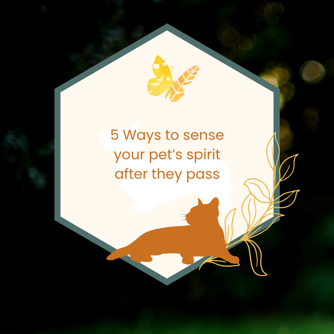 graphic on a white and grey background with the words "Why can’t I sense my pet after they passed?" written over next to a yellow butterfly, an orange cat and a small yellow leafy sprig