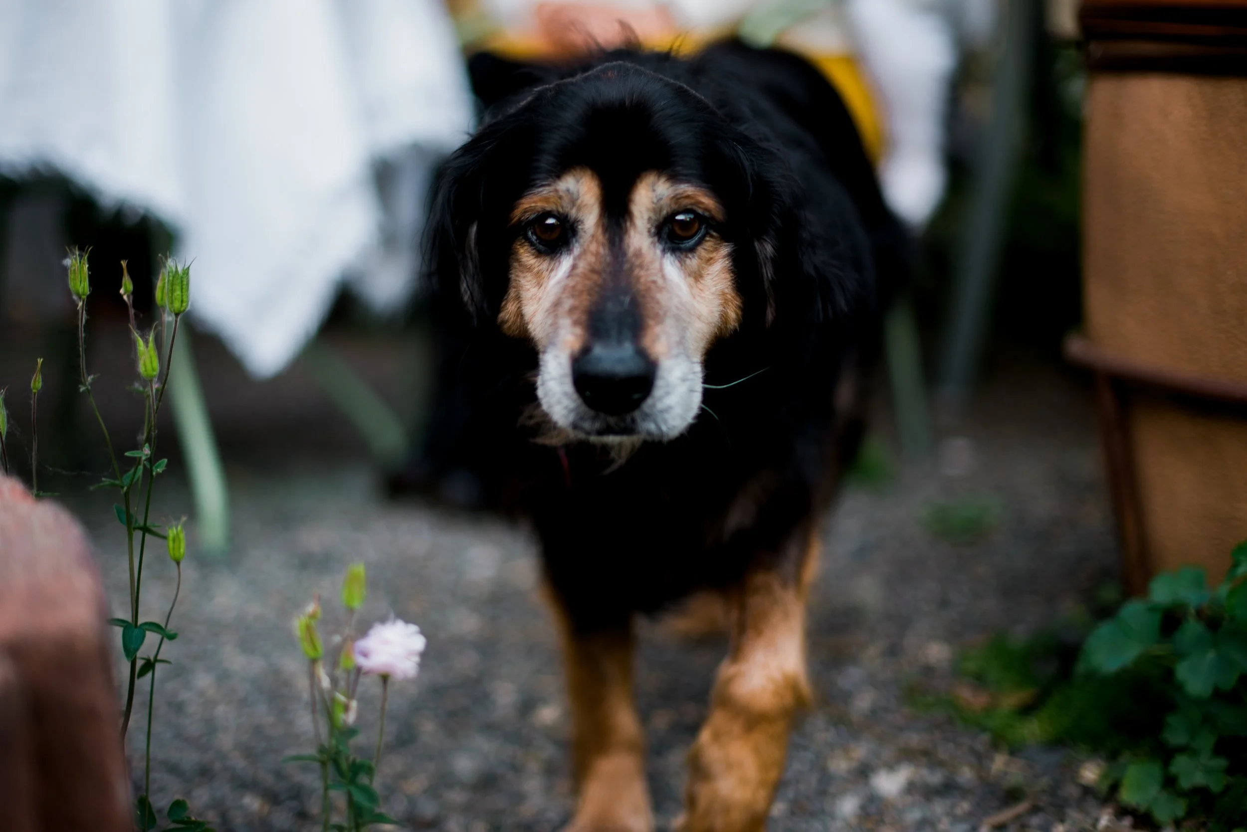 Senior dog with a gray and tan face