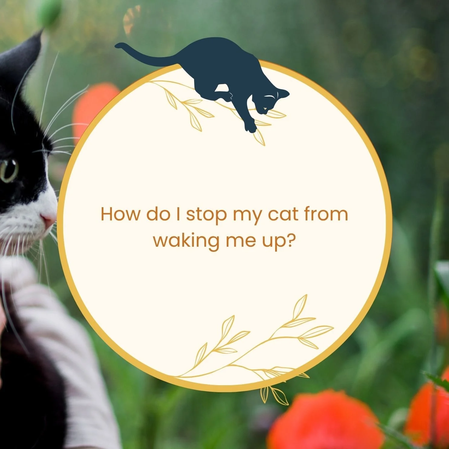 two light yellow circles overlap a photo of a black and white cat in the garden. There is a small grey graphic of a cat playful pawing at a leafy sprig with the words, "How do I stop my cat from walking me up?" overlaid in light orange lettering