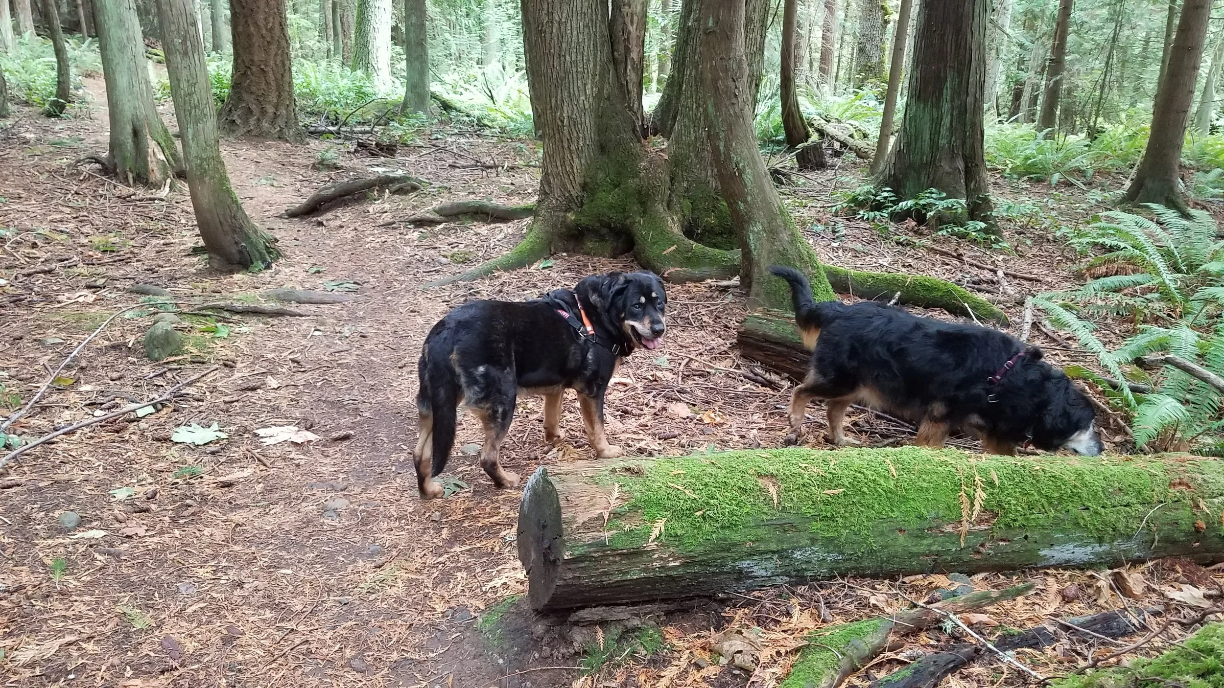 Photo of two older black and tan dogs on a forest trail. One looks back towards the camera while the other sniffs a log