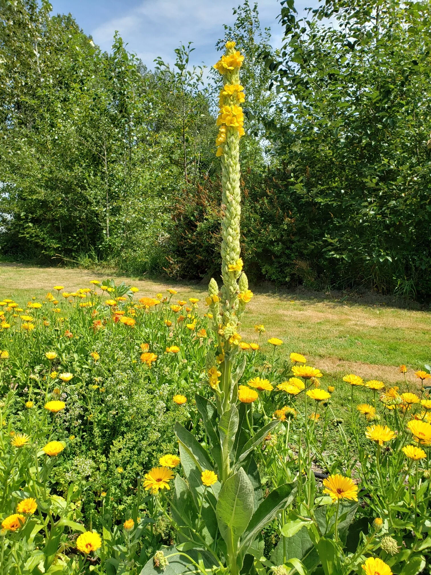 Mullein - "The Golden Torch"