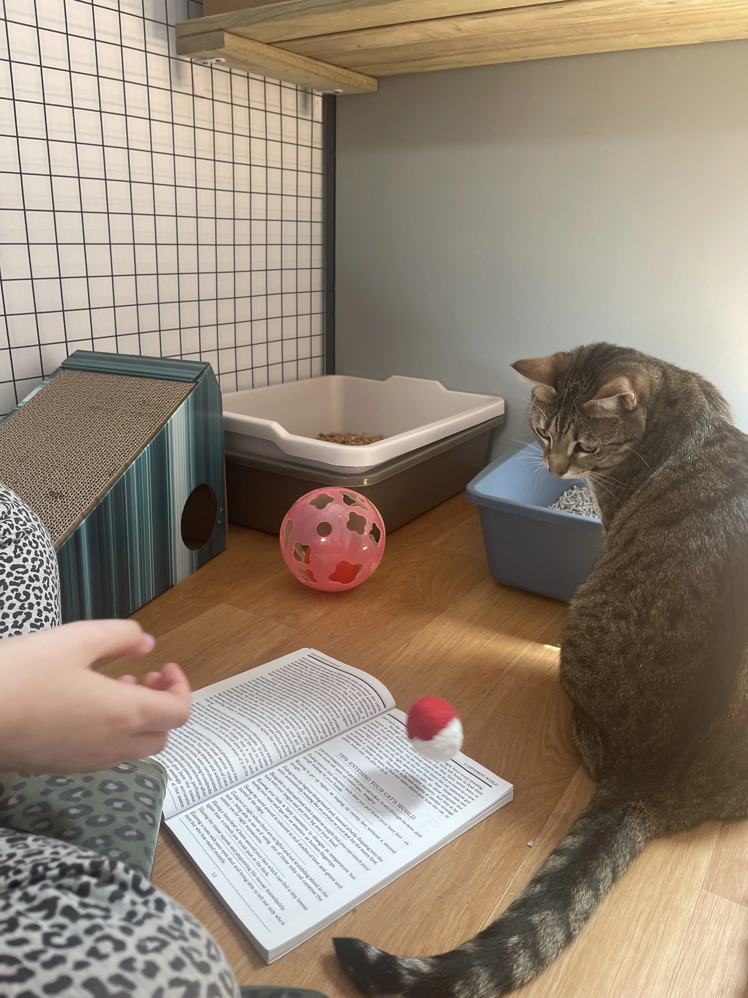 New! Intro to Handle session: Hands-on skills to nurture welfare of cats