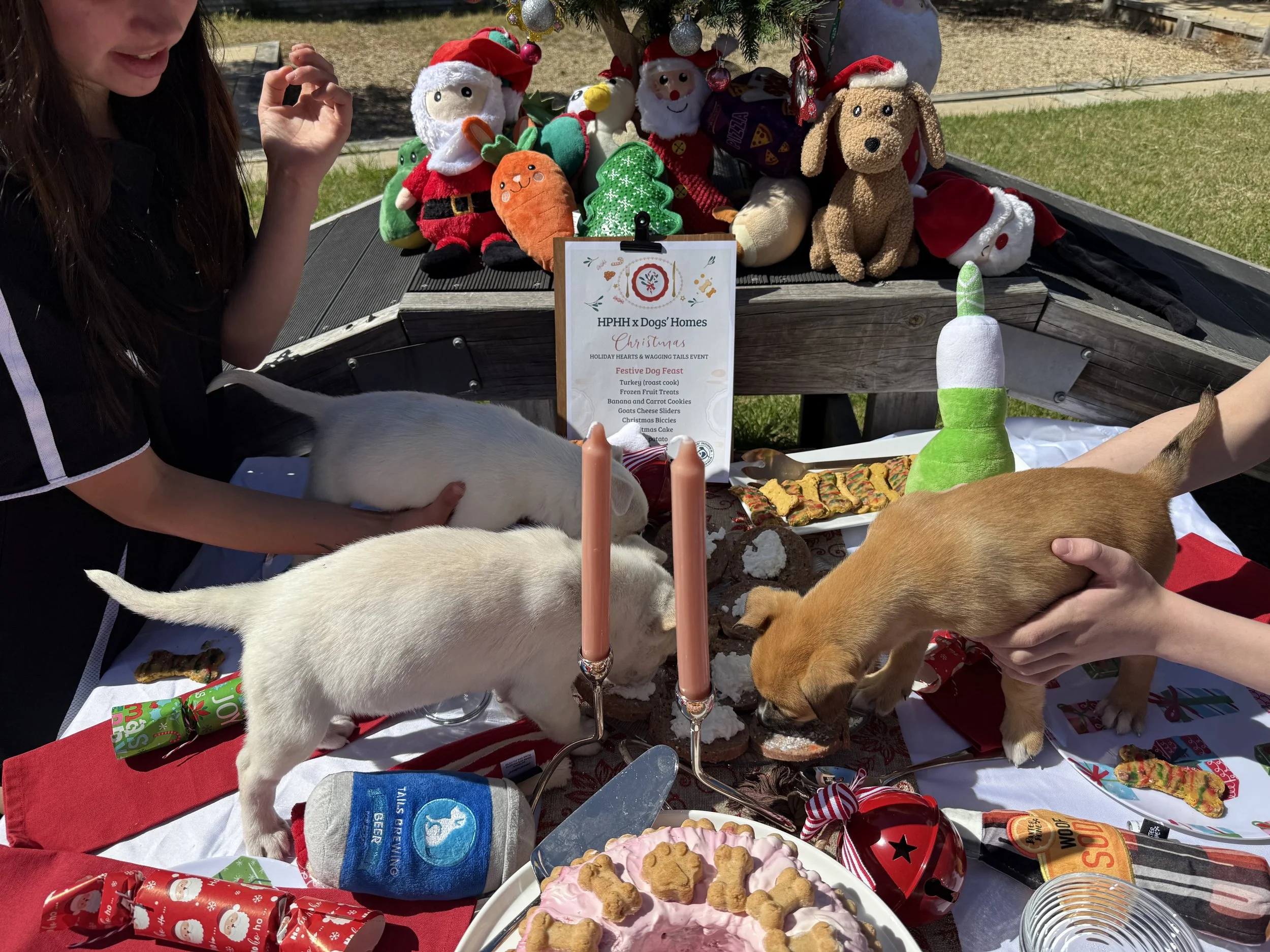 Holiday Hearts &amp; Wagging Tails: Preparing Christmas Joy for Rescue Dogs at Dogs' Homes of Tasmania
