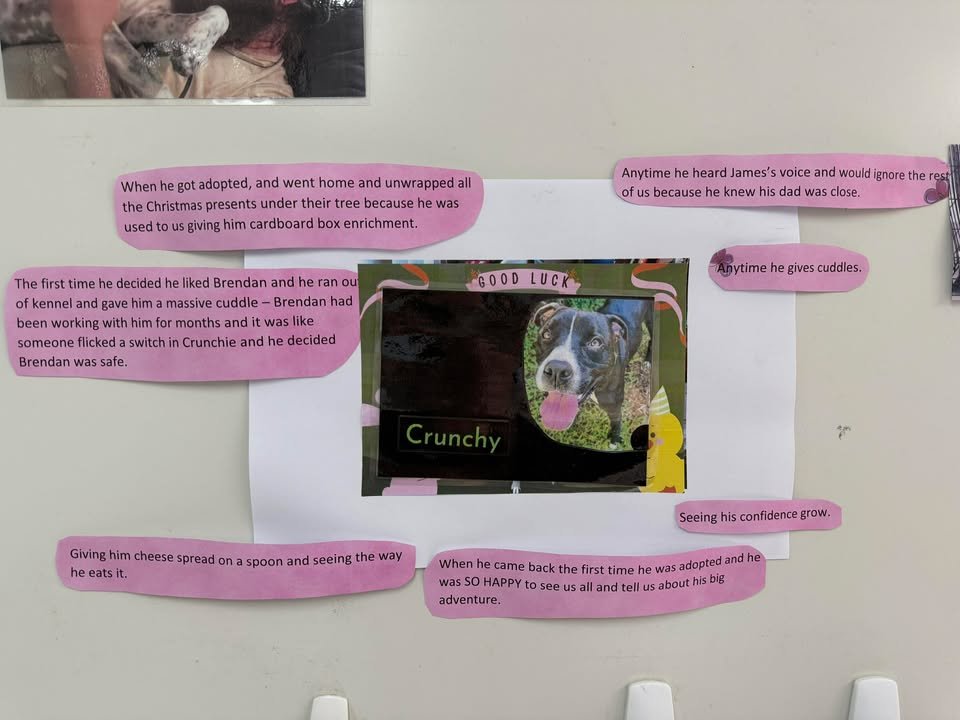 The Pawprints That Stay Long After the Shelter