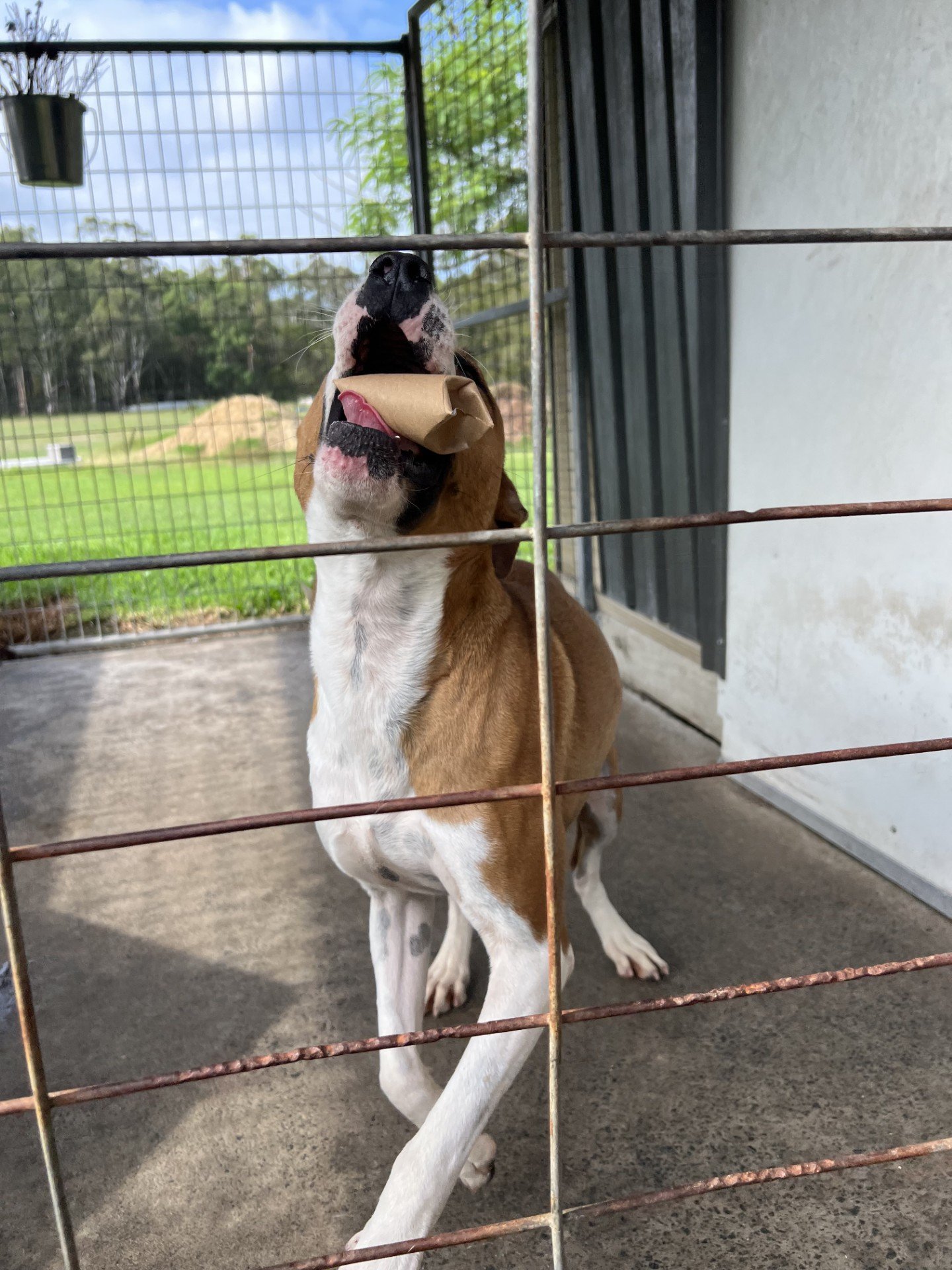 From toilet rolls to impact for shelter animals 