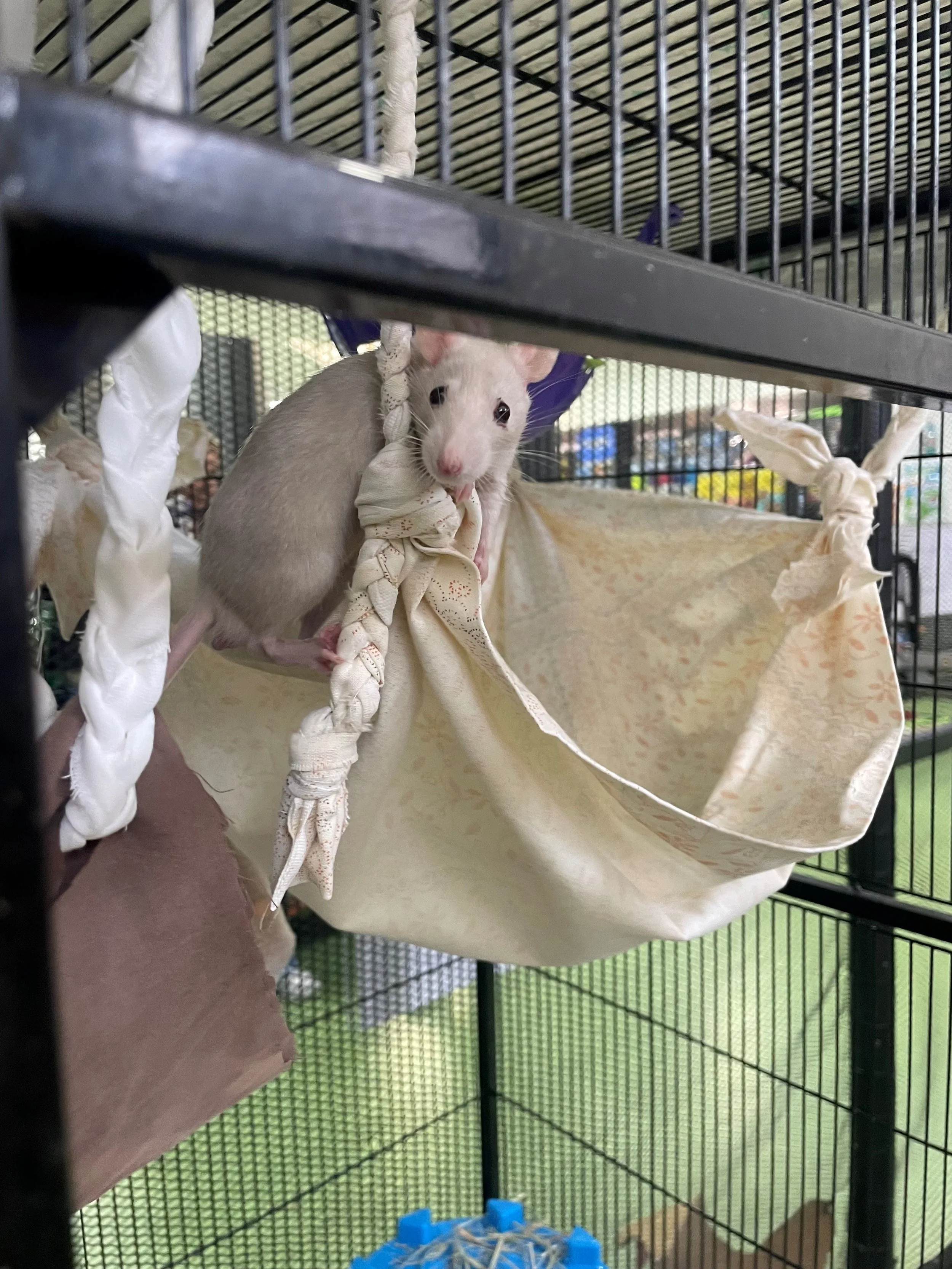 rat in hammock.jpg