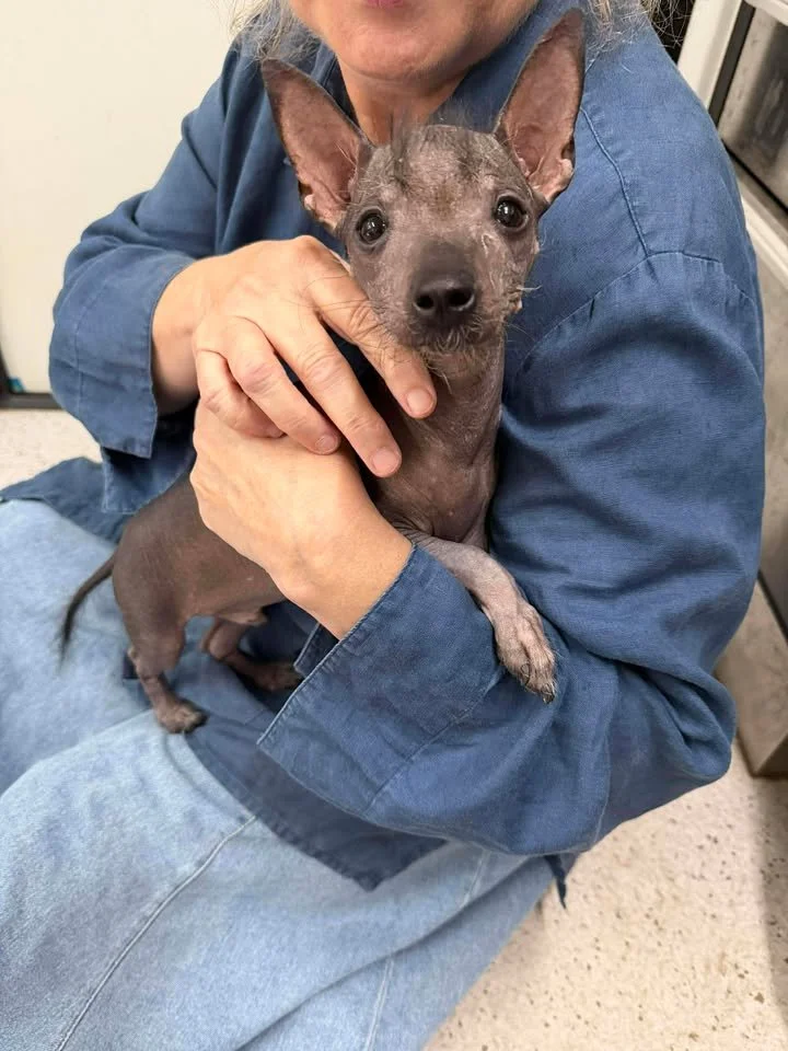 One tiny pup, one giant step of courage