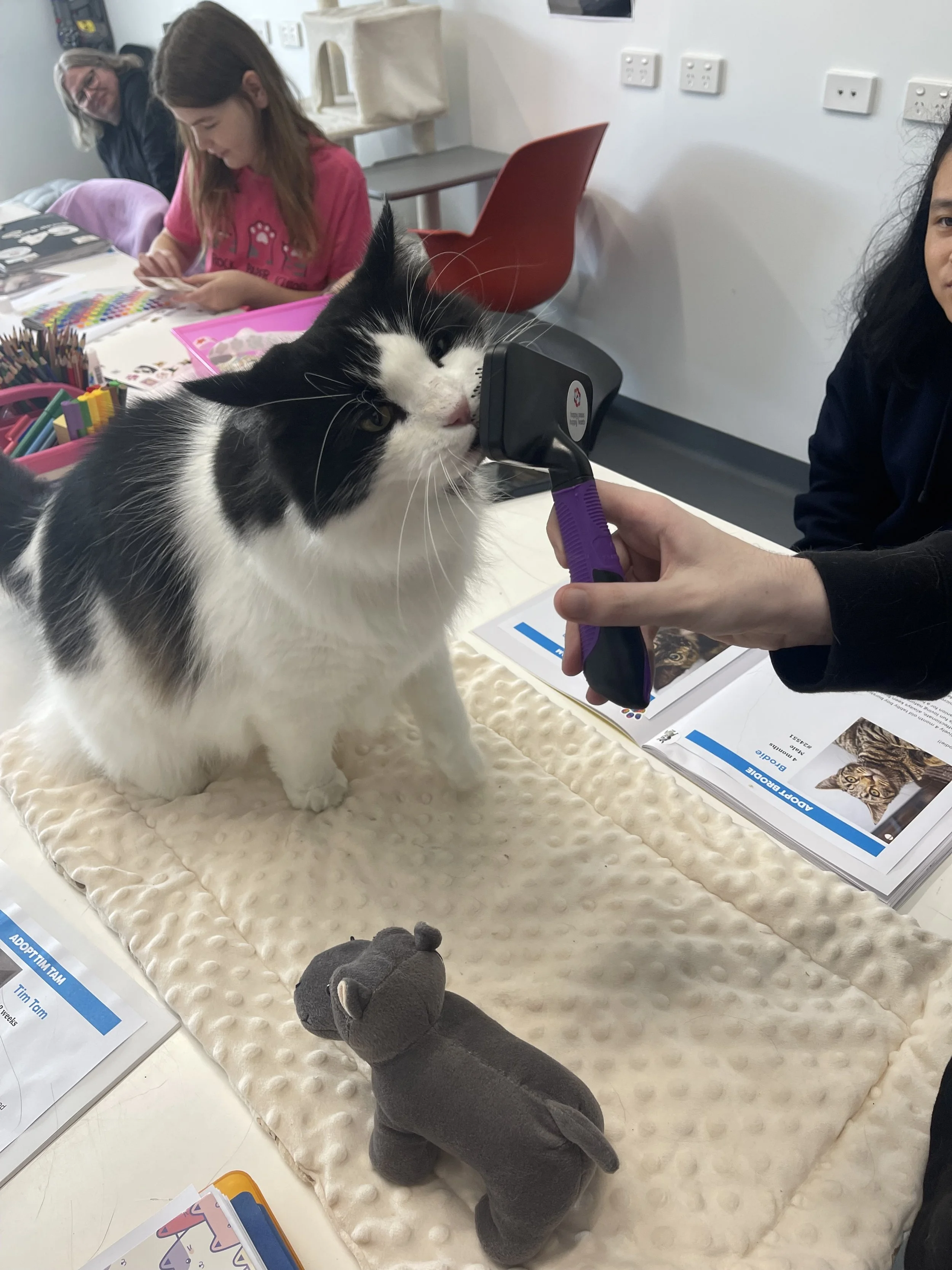 Beyond the Pen: Creating Meaningful Moments with Blue Room Cats&nbsp;