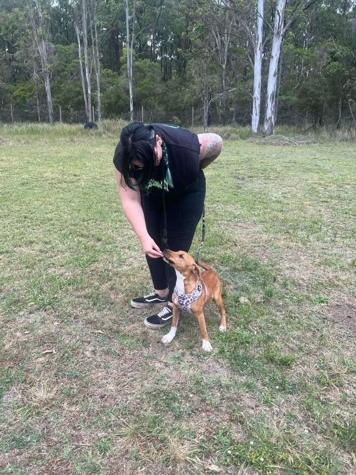 Gabby Harness Training Mango.jpg