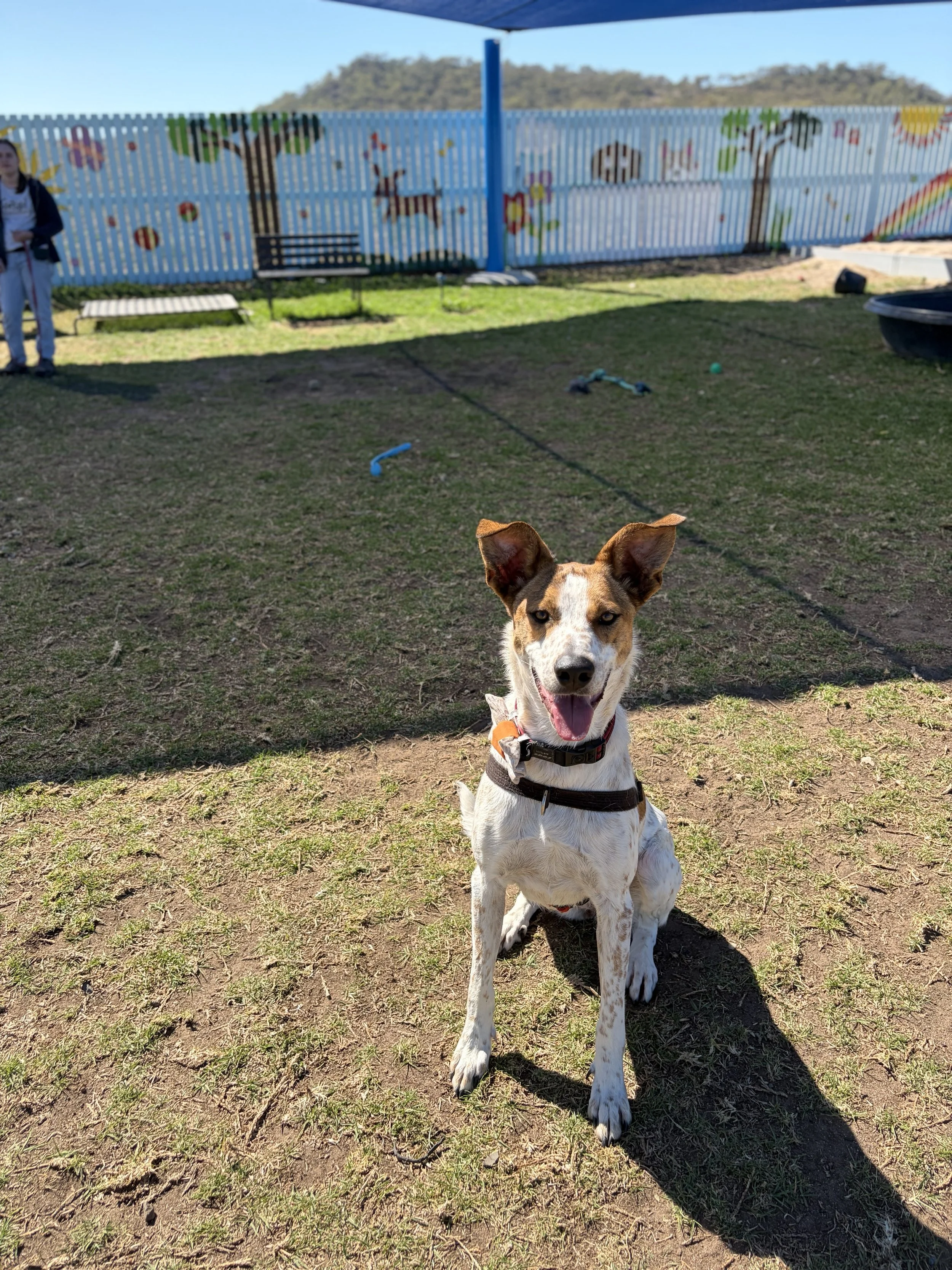 One dog, two teams: Kaylee's continuing story