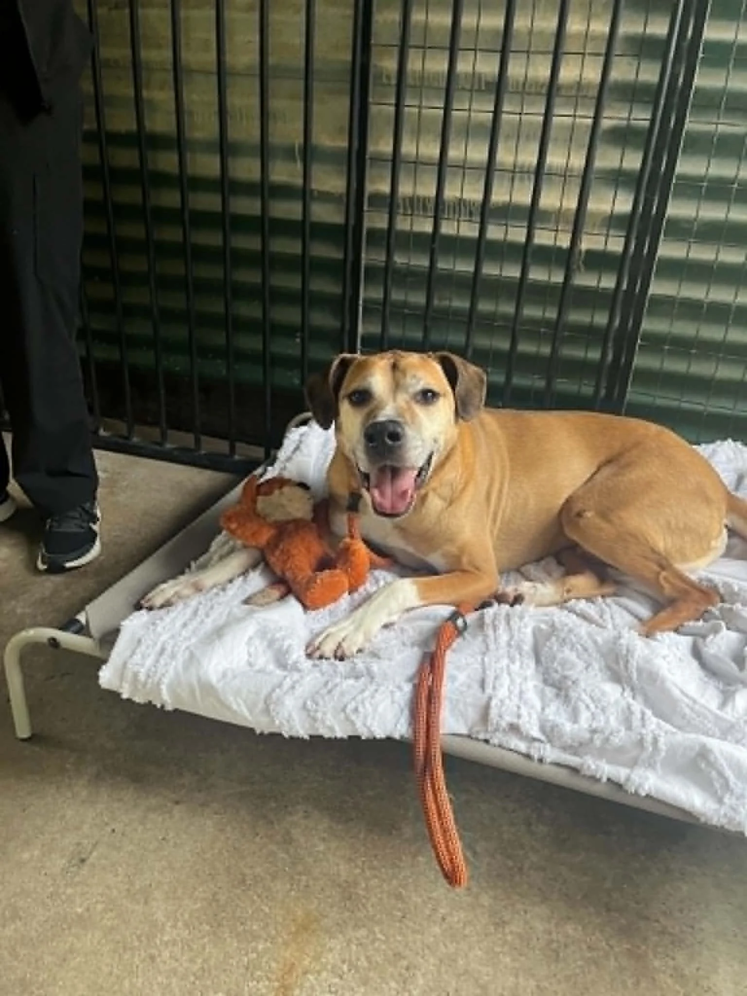 A kennel renovation for Dexter