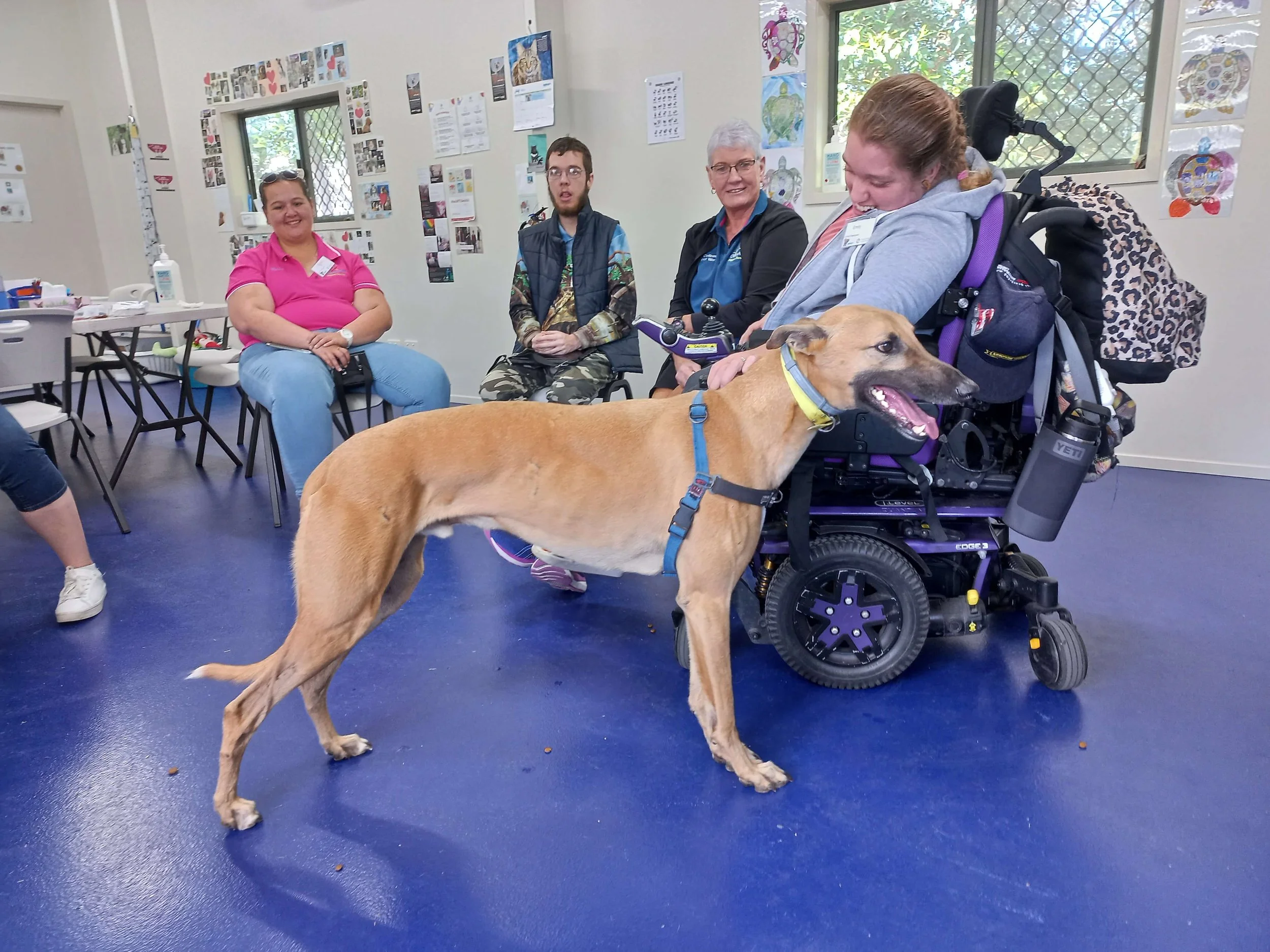Gru’s Journey: From RSPCA Mackay to RSPCA Wacol — HappyPawsHappyHearts
