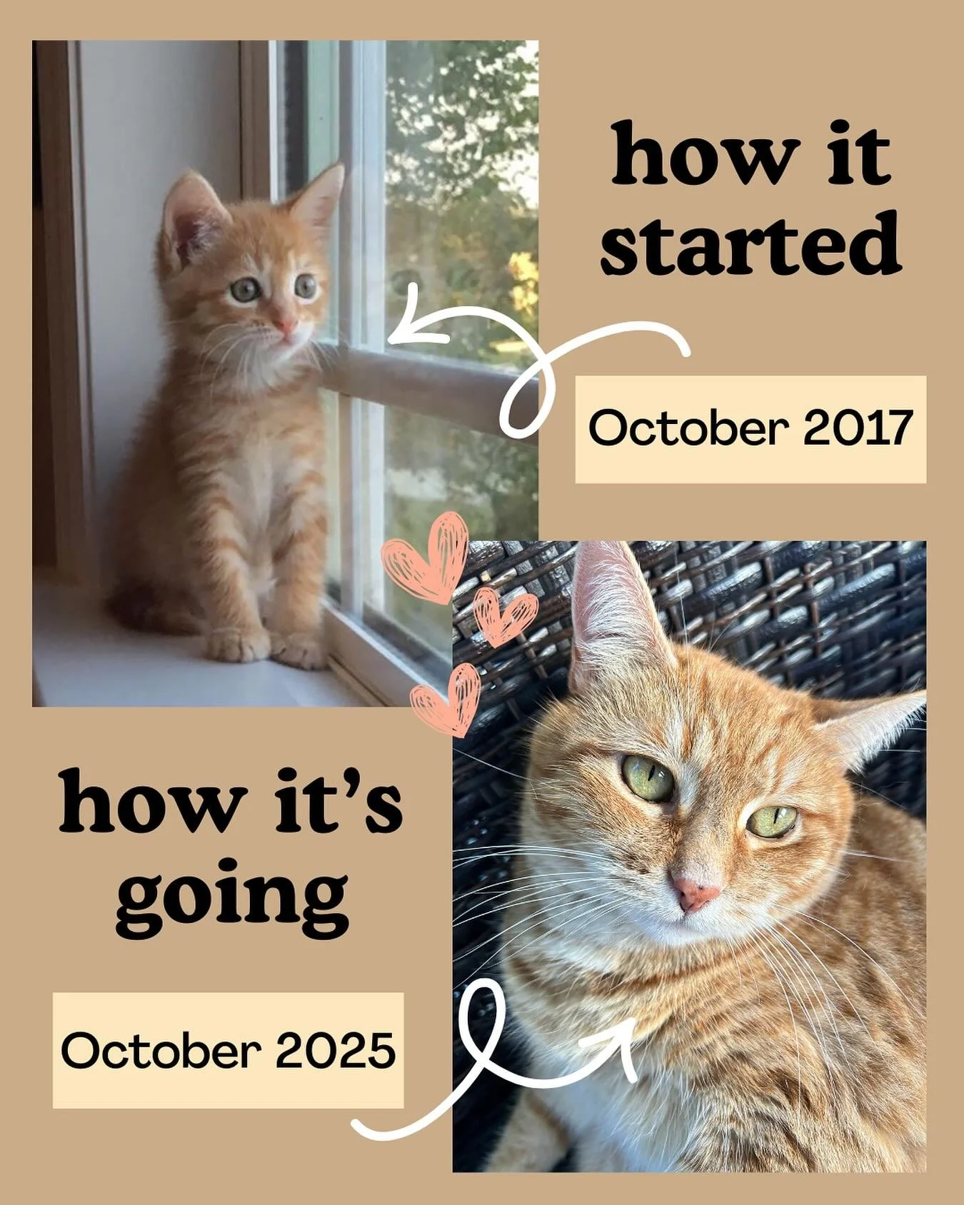 Today is a very special Caturday because it is Boo’s gotcha day! On 10/25/17, my neighbor posted on Facebook that she had a kitten she needed to re-home because she had a toddler and couldn’t keep up with them both (obviously it was a har