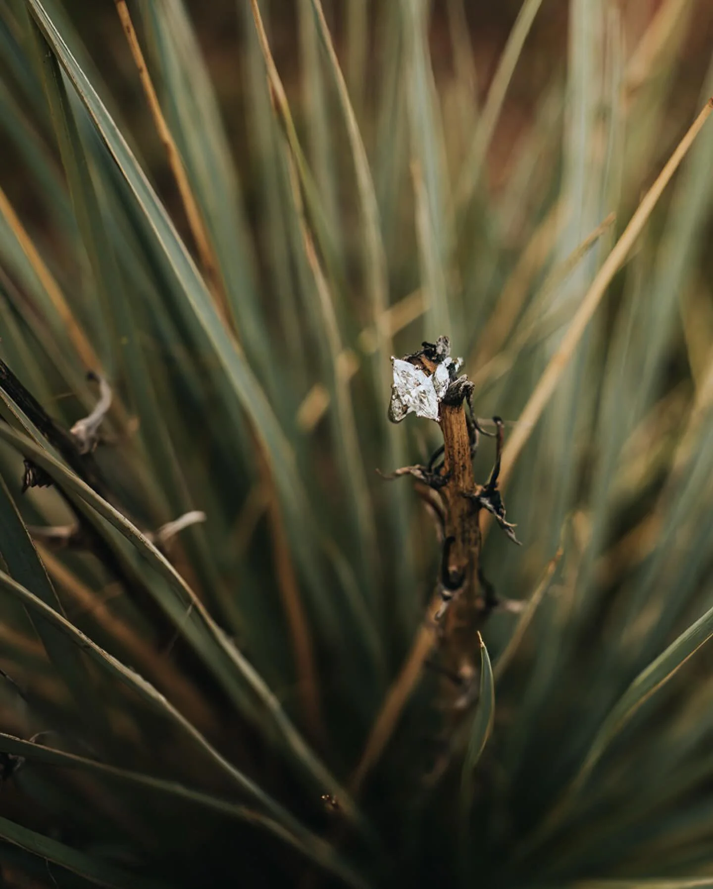 He planned it for months, carrying the secret across state lines to Colorado Springs. Rain clouds rolled in, plans shifted, but Kyle never wavered, he knew he wanted to ask Raquel to marry him on their trip to Garden of the Gods.

On a quiet overlook