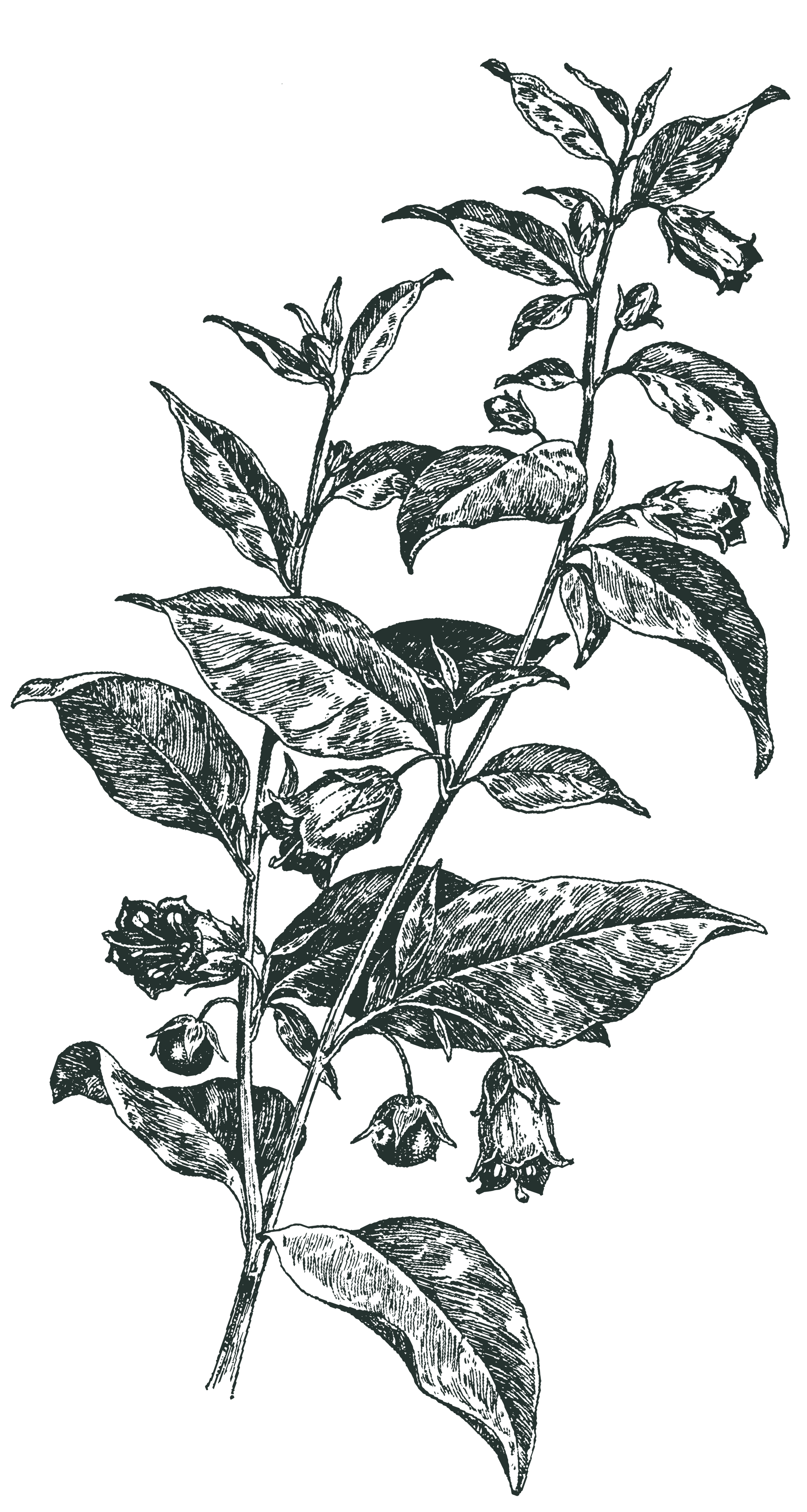 Decorative dark botanical illustration for Step 2.