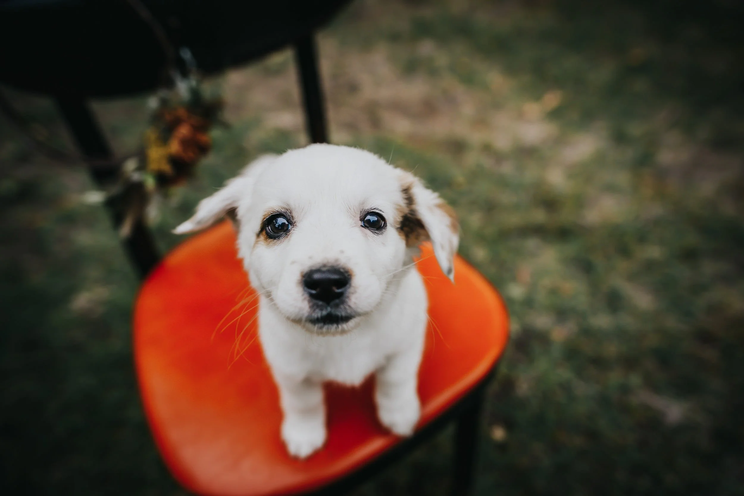 A white puppy sits alert on an orange chair, looking directly at the camera.