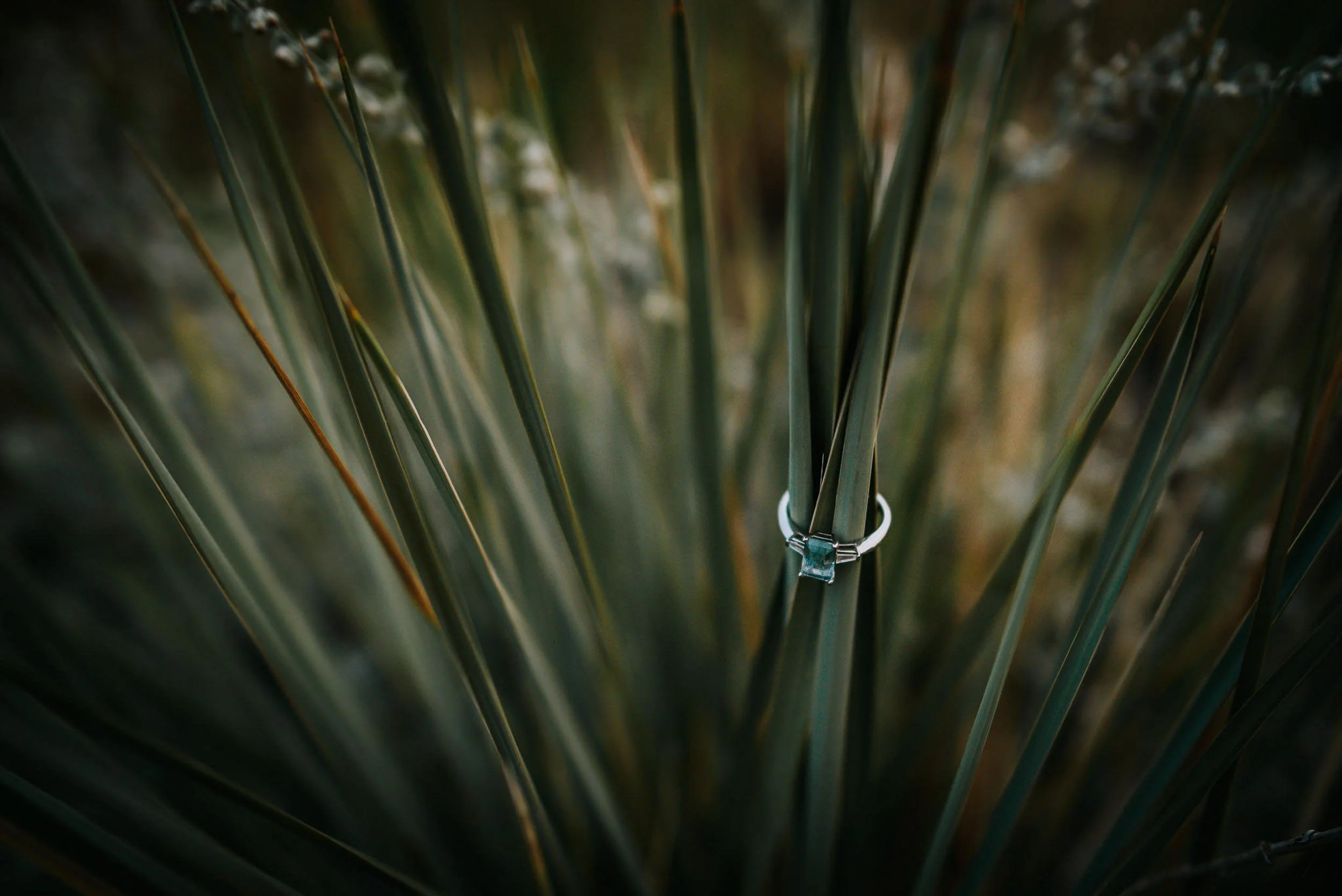 A dramatic closeup of a yucca plant at dusk, ring hanging from one of its spines as a detail shot.