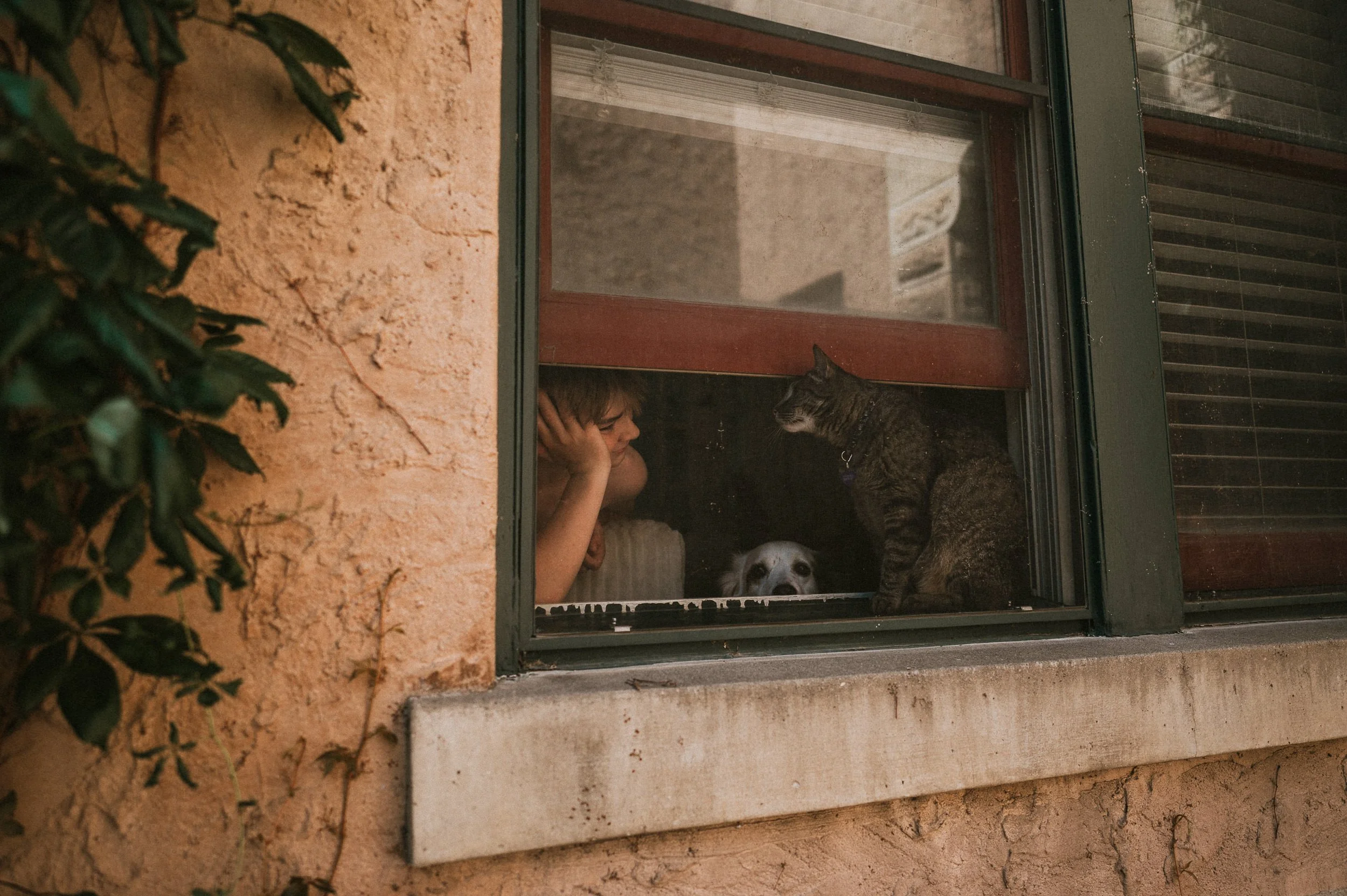 Young boy with dog and tabby cat peeking through a window.