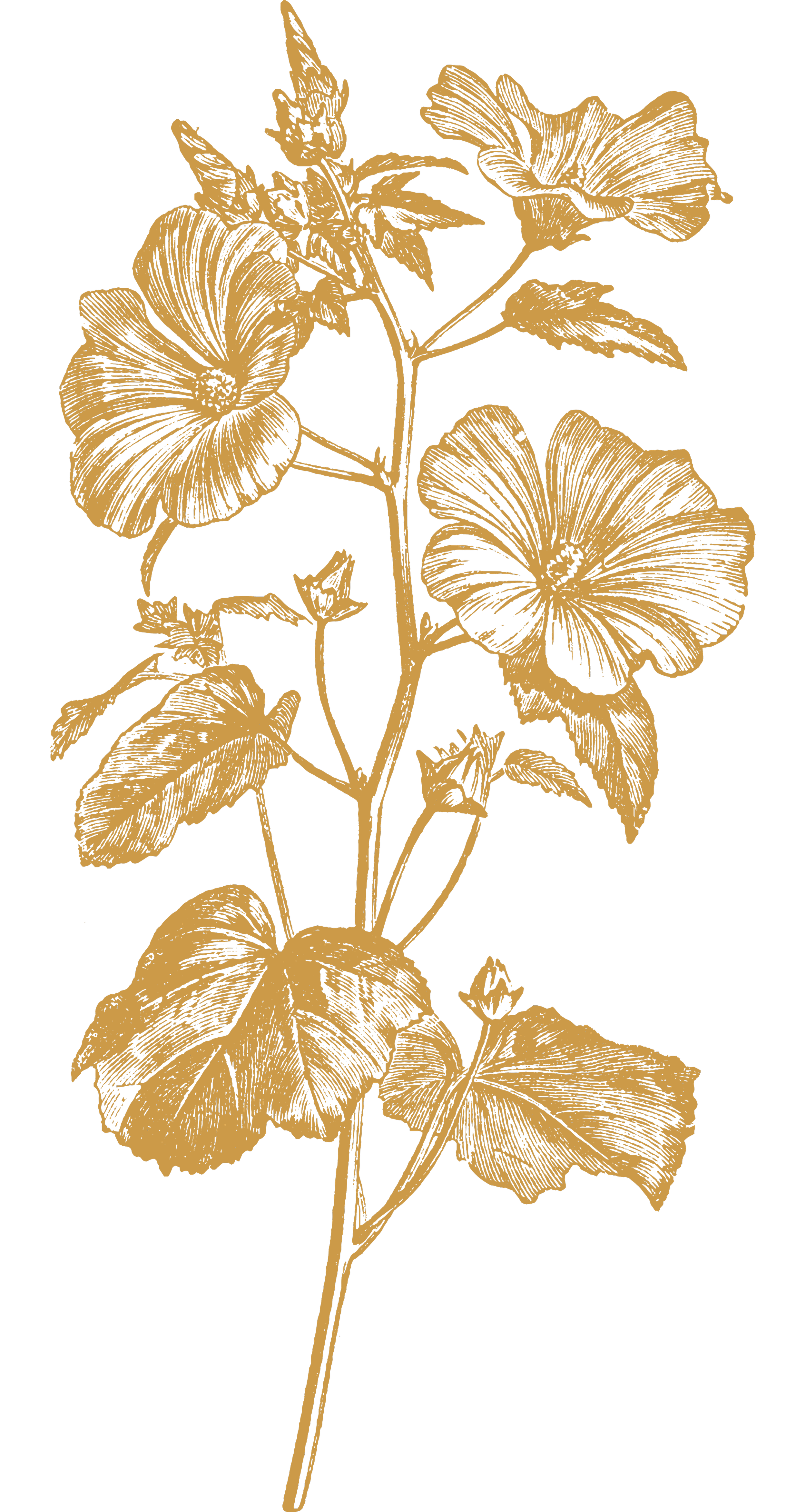 Decorative gold botanical illustration for Step 1.