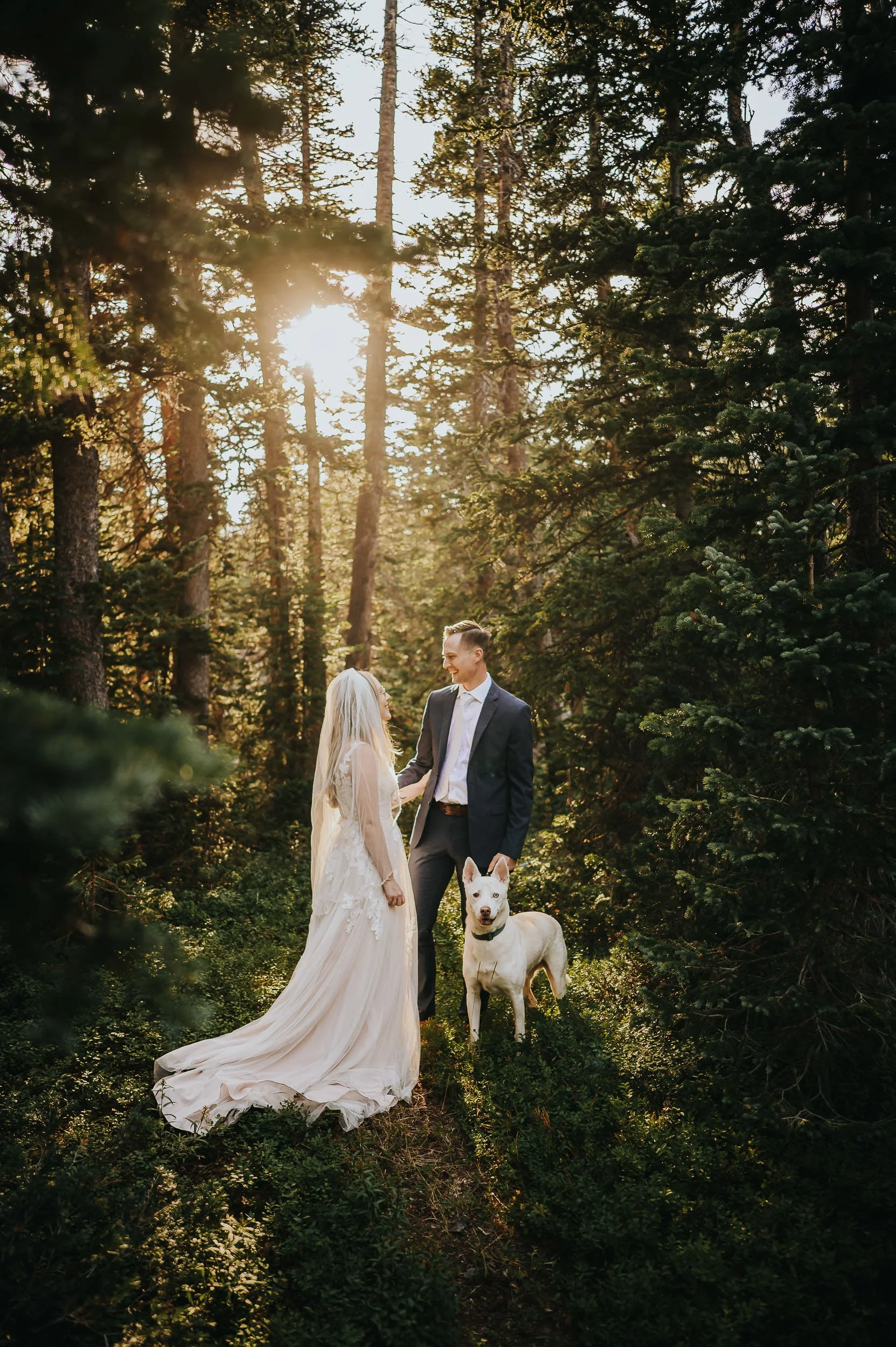 A bride in a cathedral veil walks through a sunlit Colorado pine forest with a white dog.