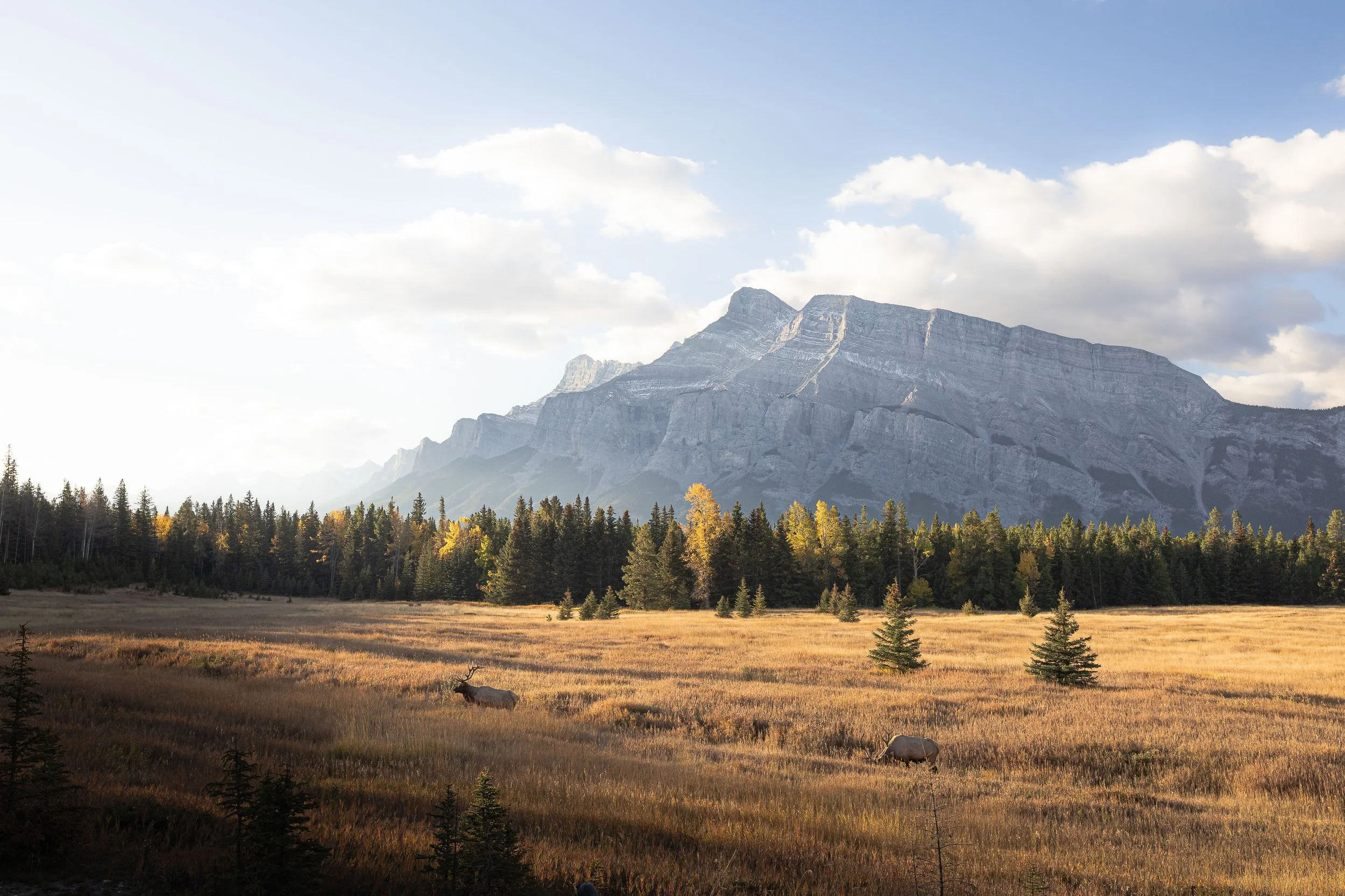 Elk under Rundle-1-36.jpg