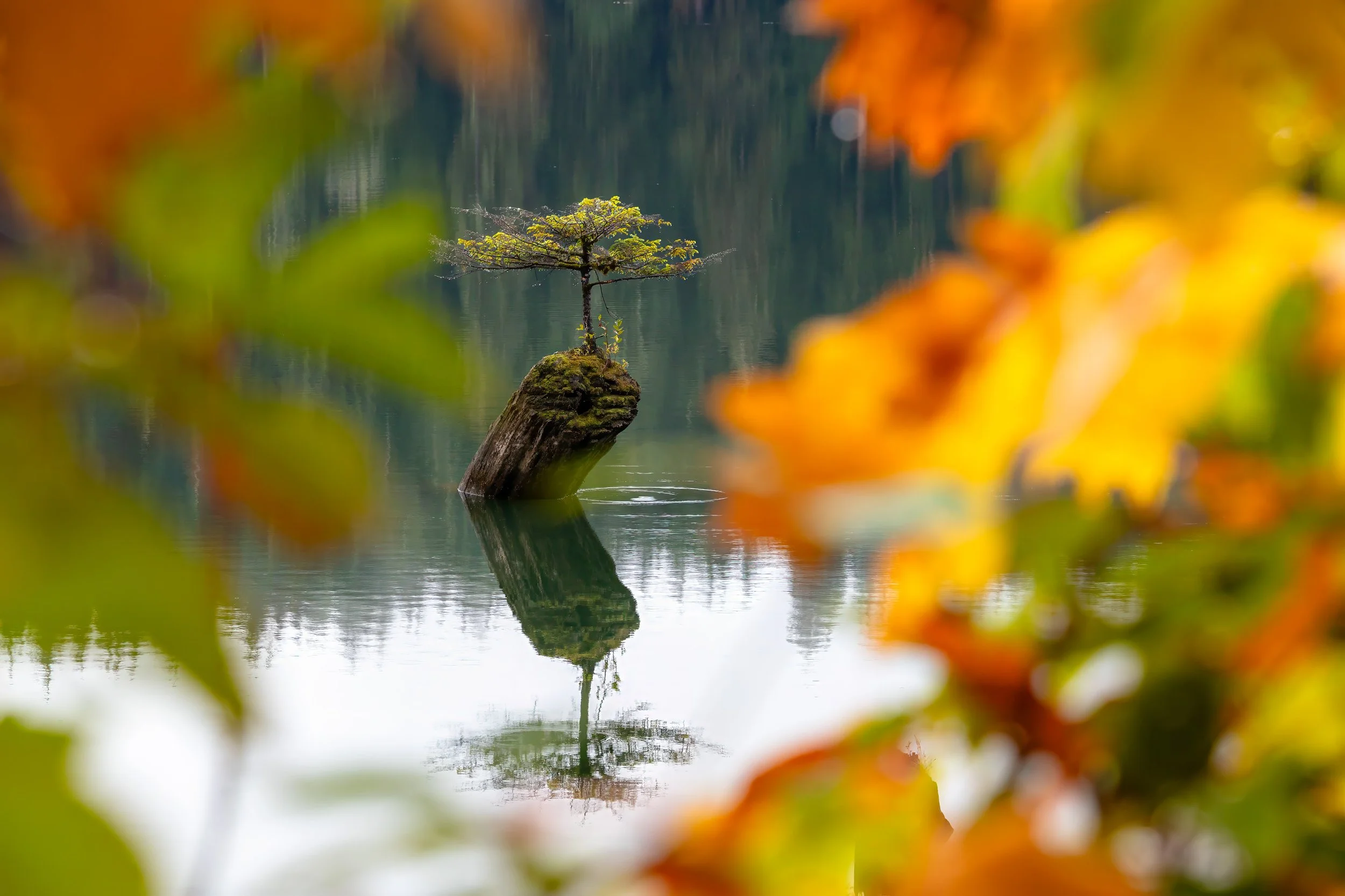 Fairy tree fall leaves-1-18.jpg