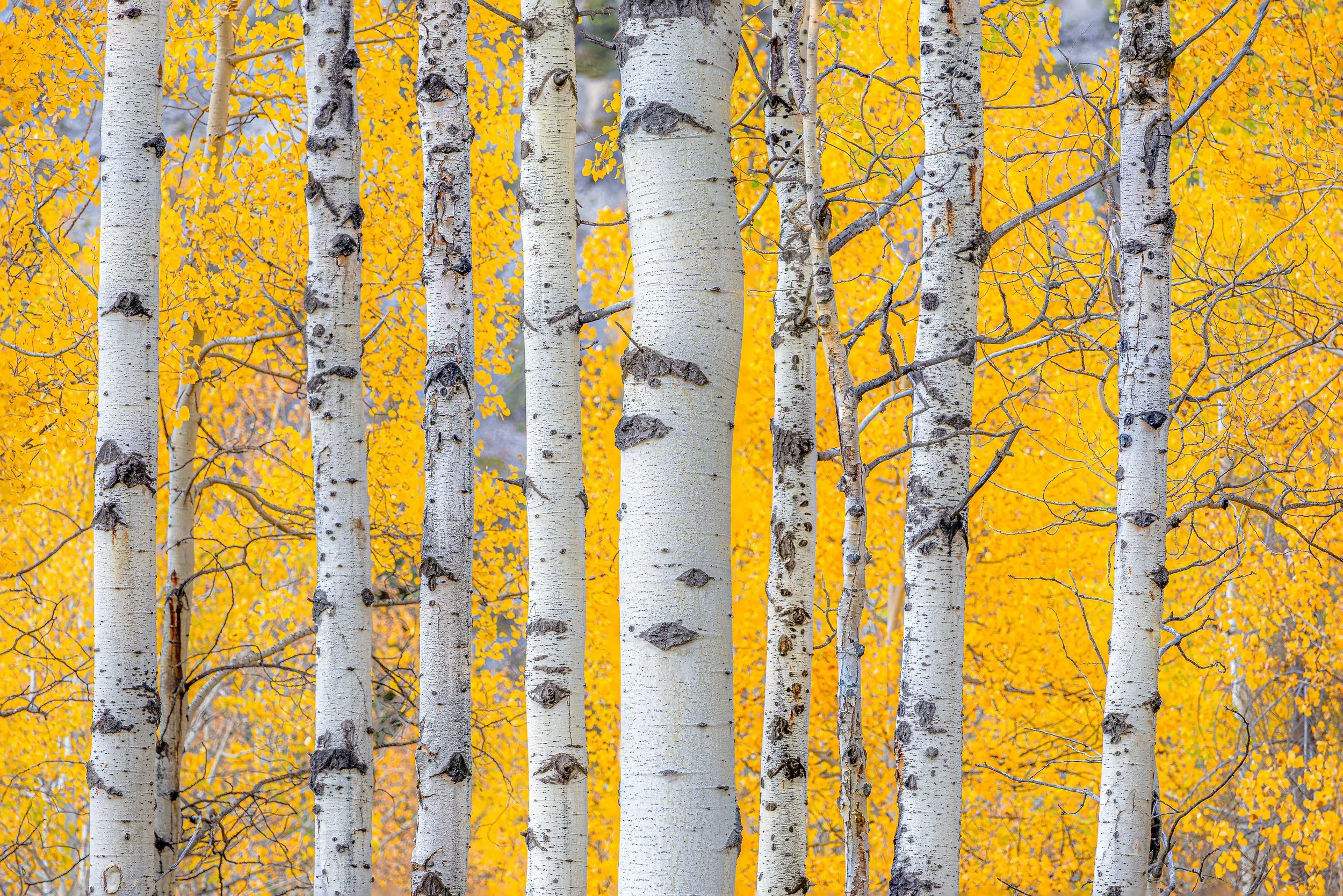 banff-airstrip-aspens--2-33.jpg